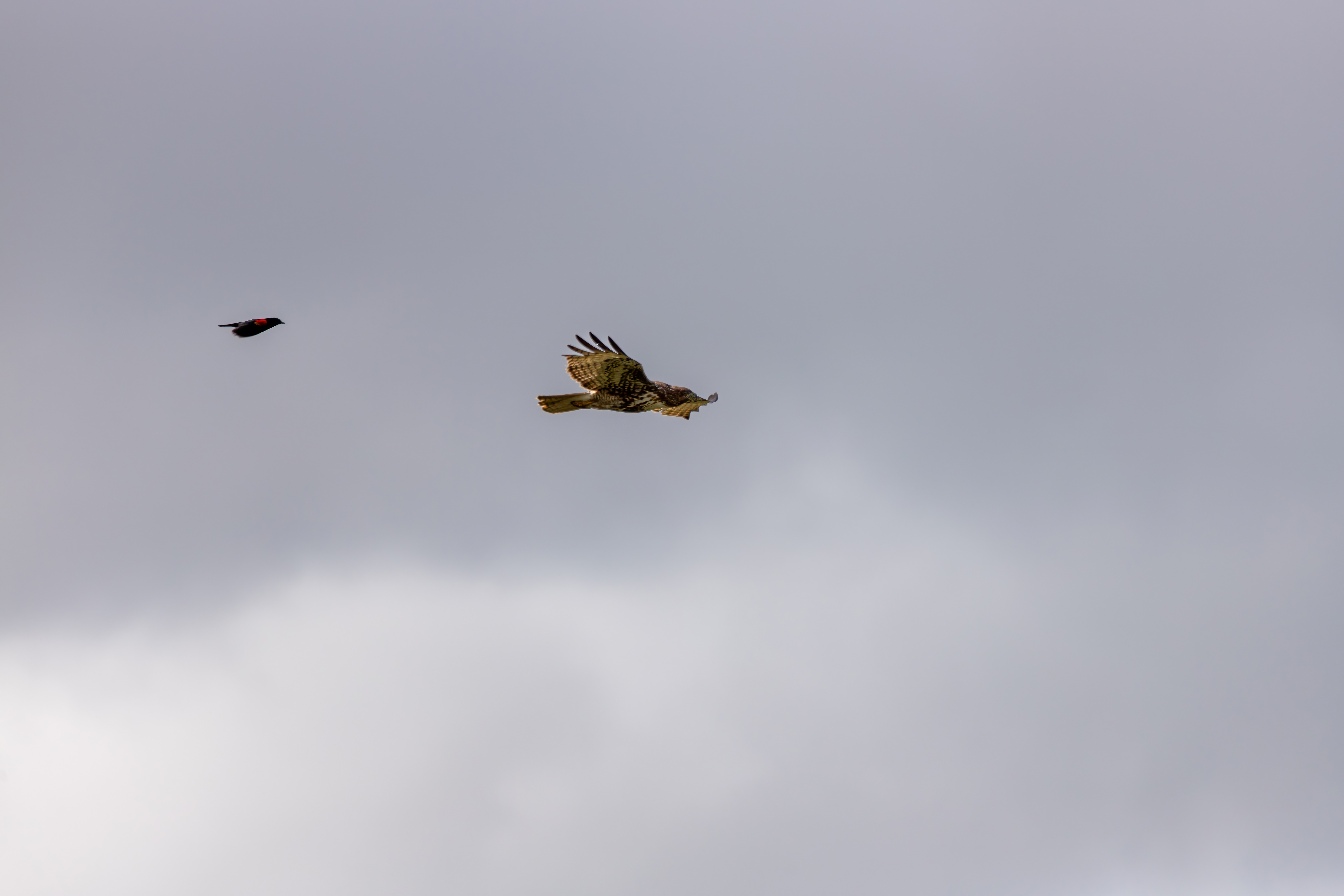 northern harrier (24)
