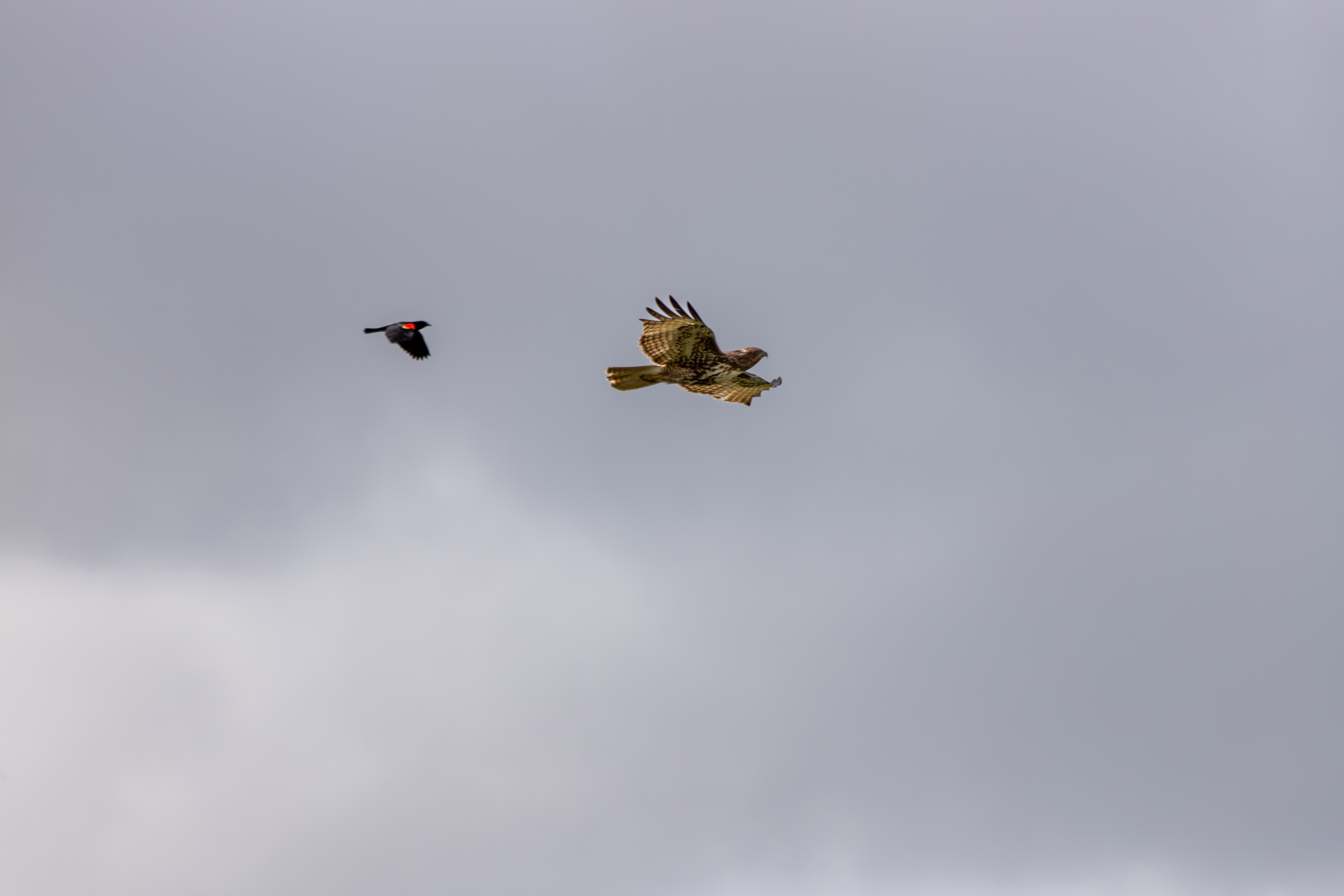 northern harrier (25)