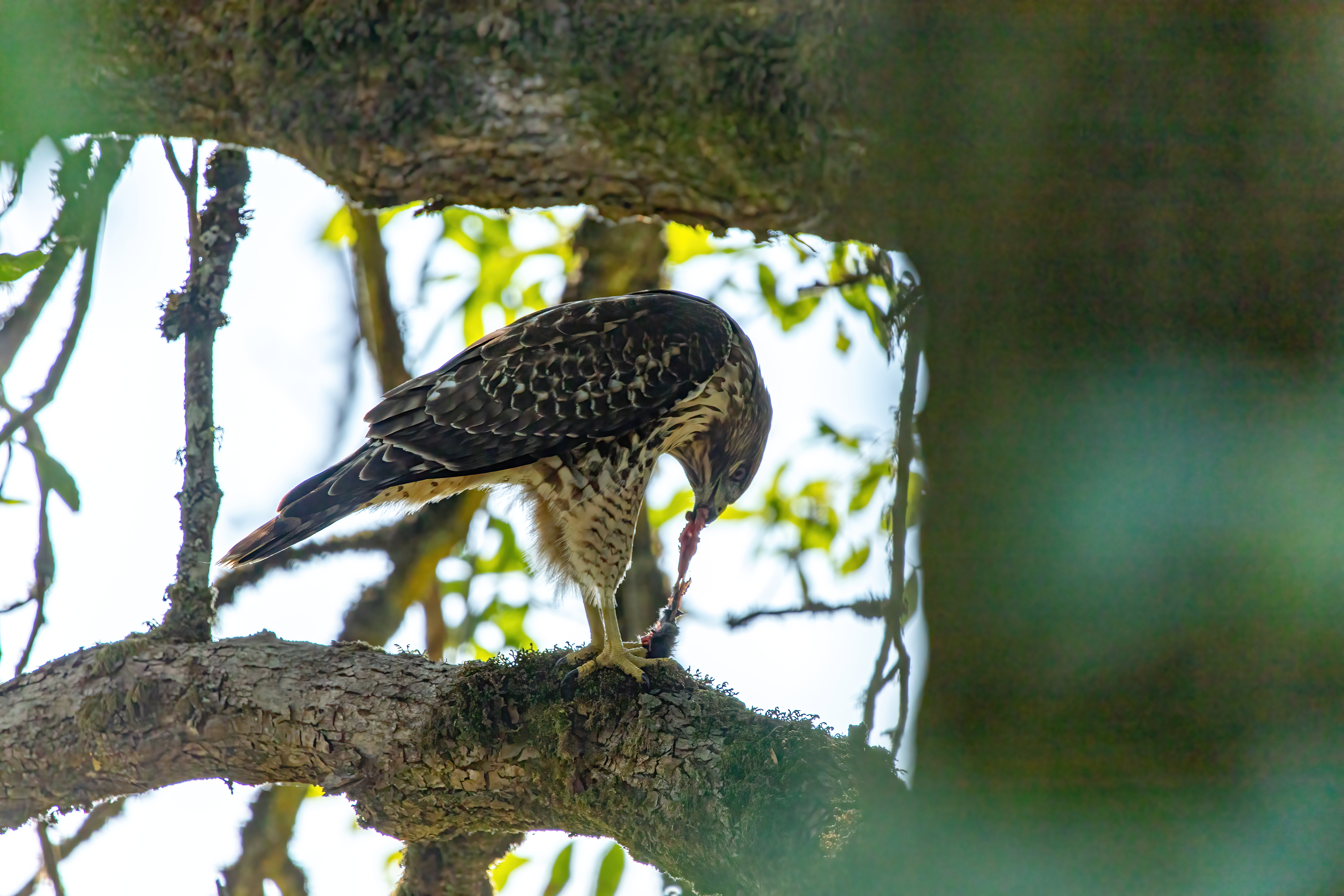 northern harrier (2)