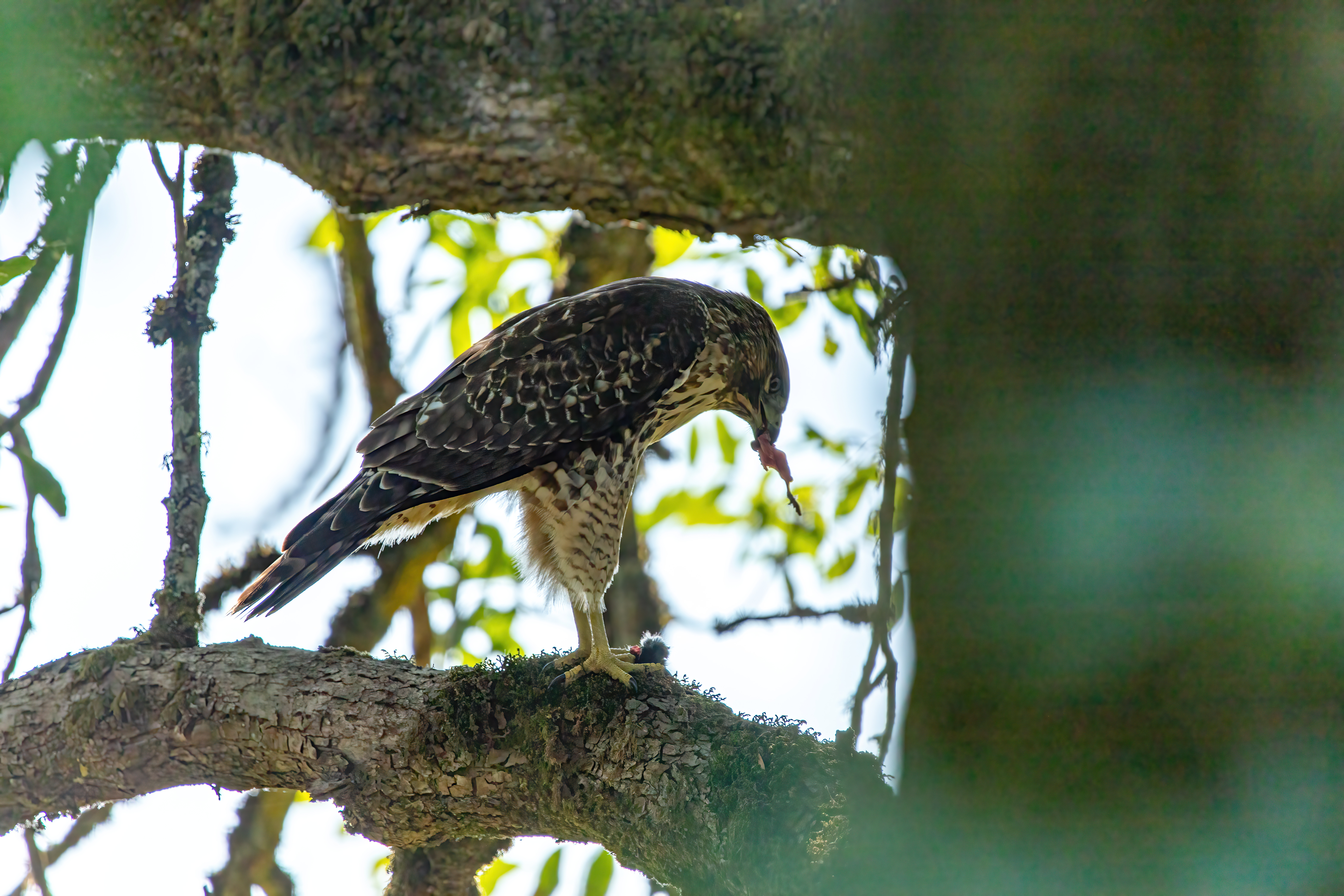 northern harrier (3)