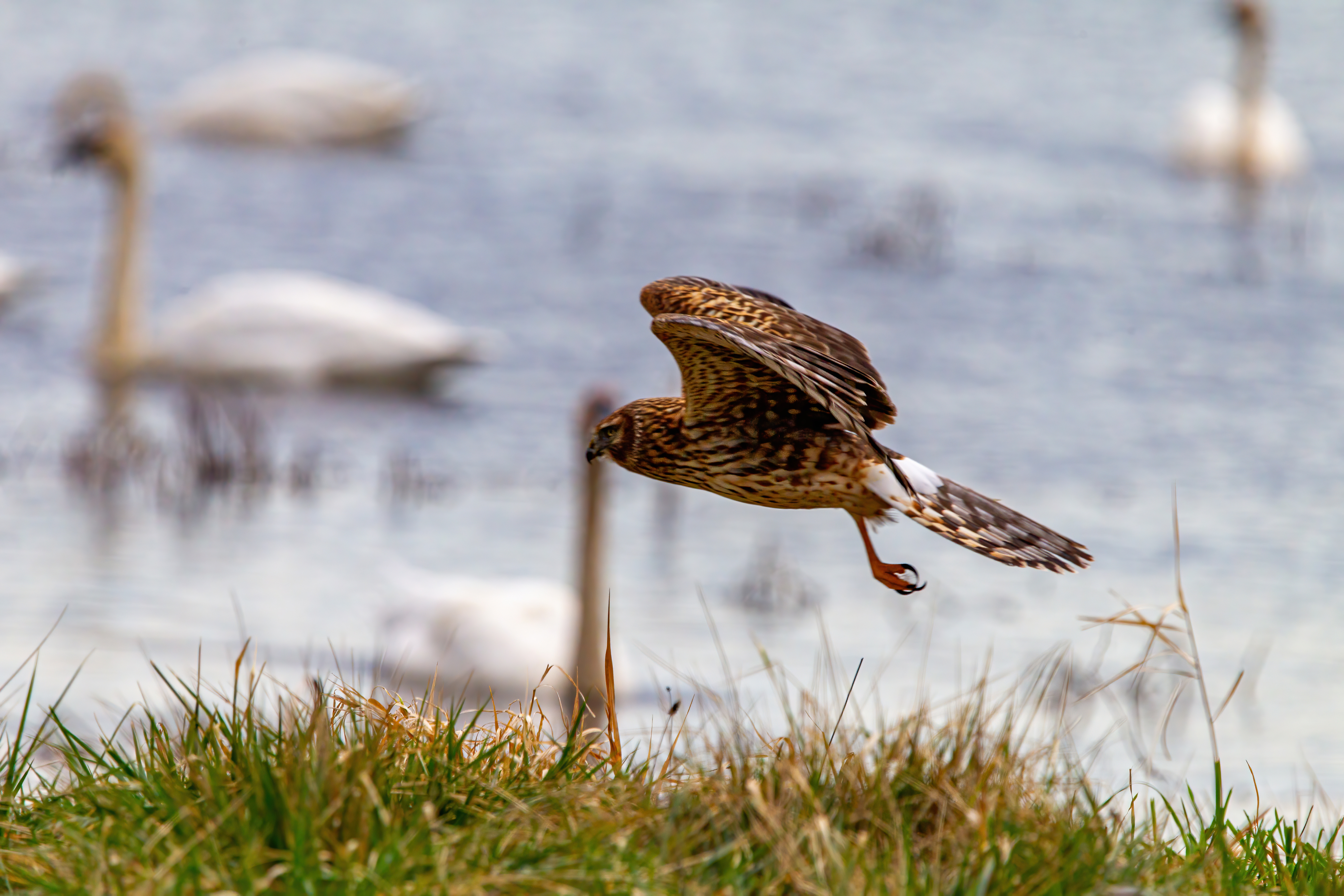 northern harrier (8)