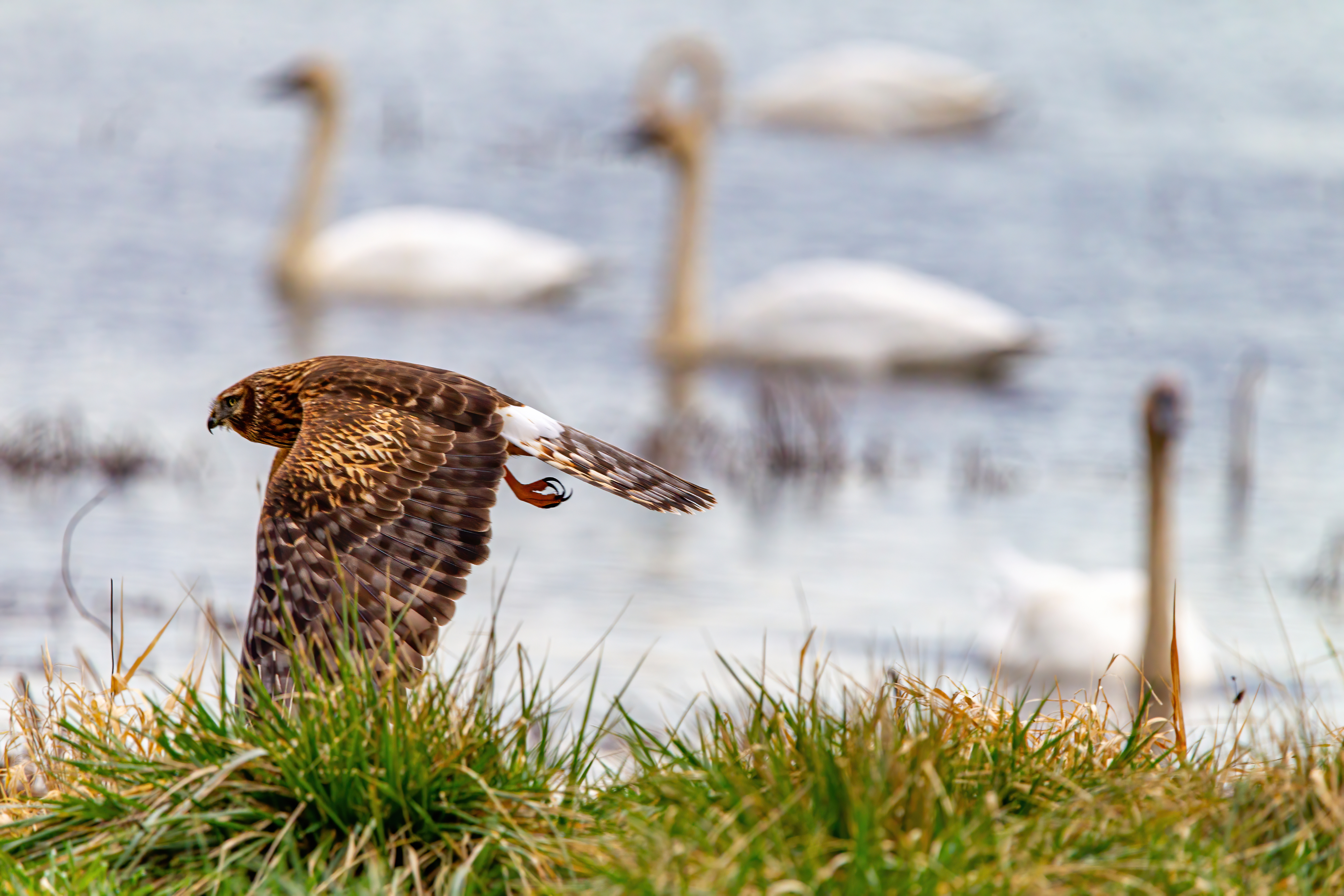 northern harrier (10)