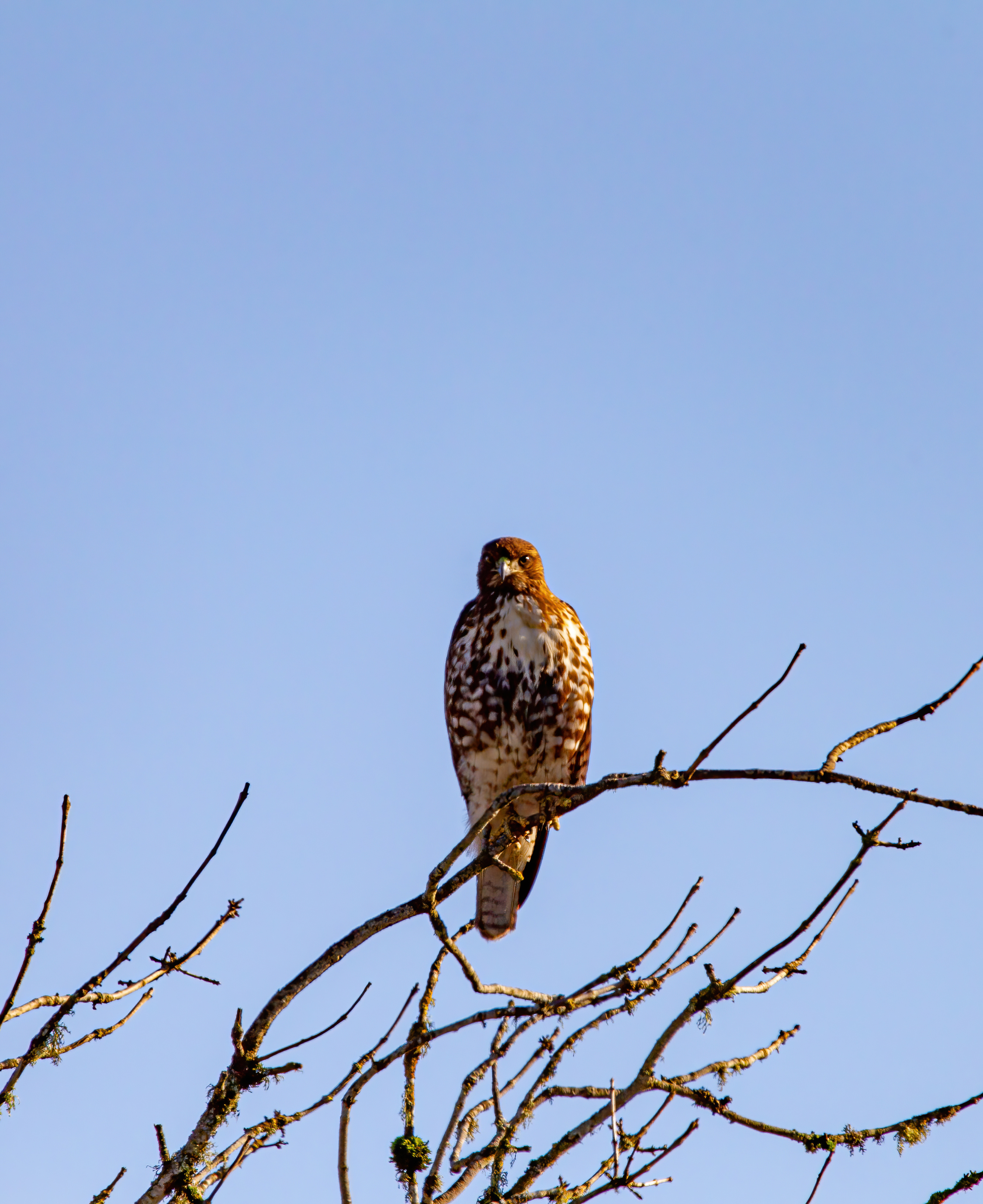 northern harrier (16)