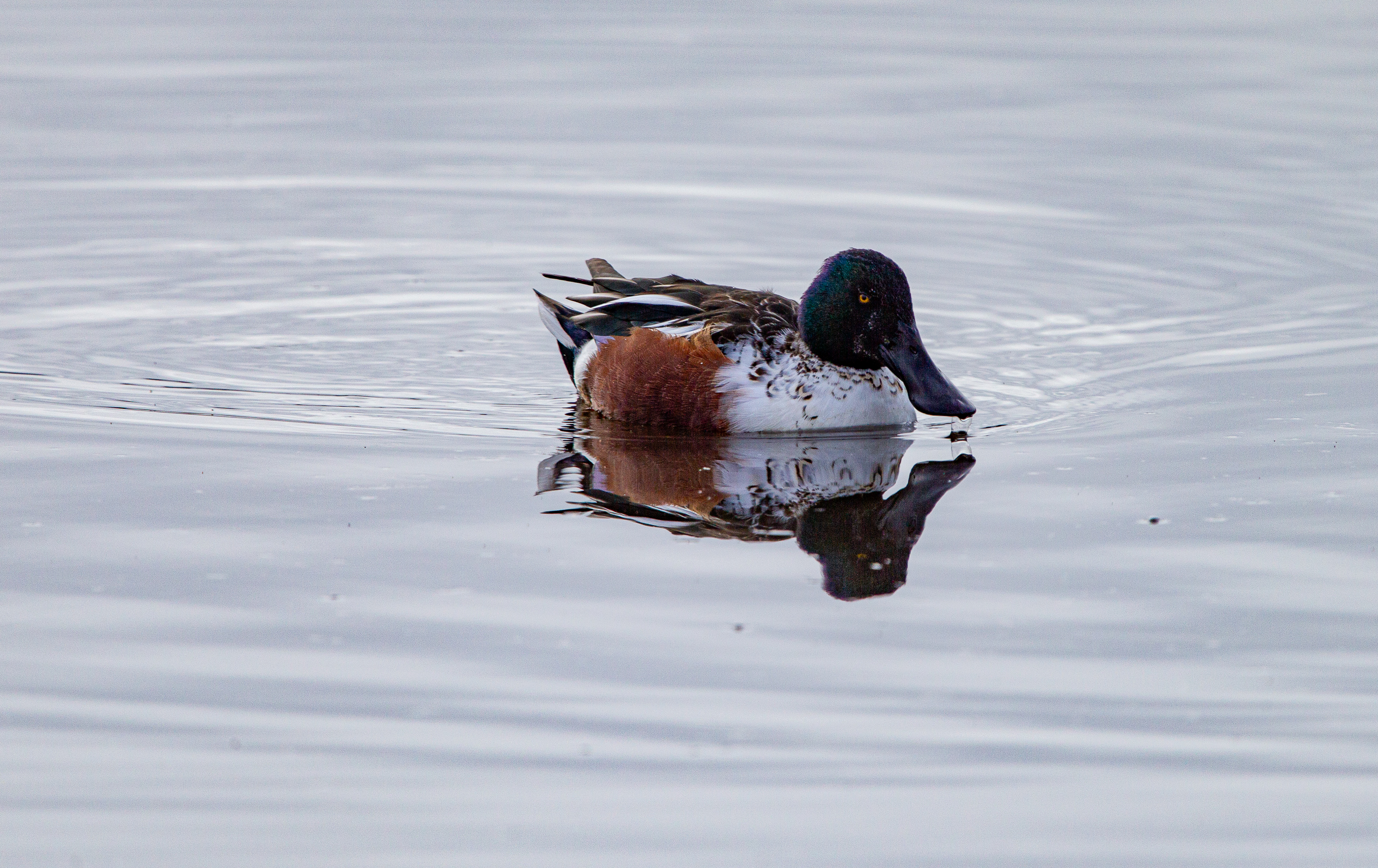 Northern Shoveler (1)