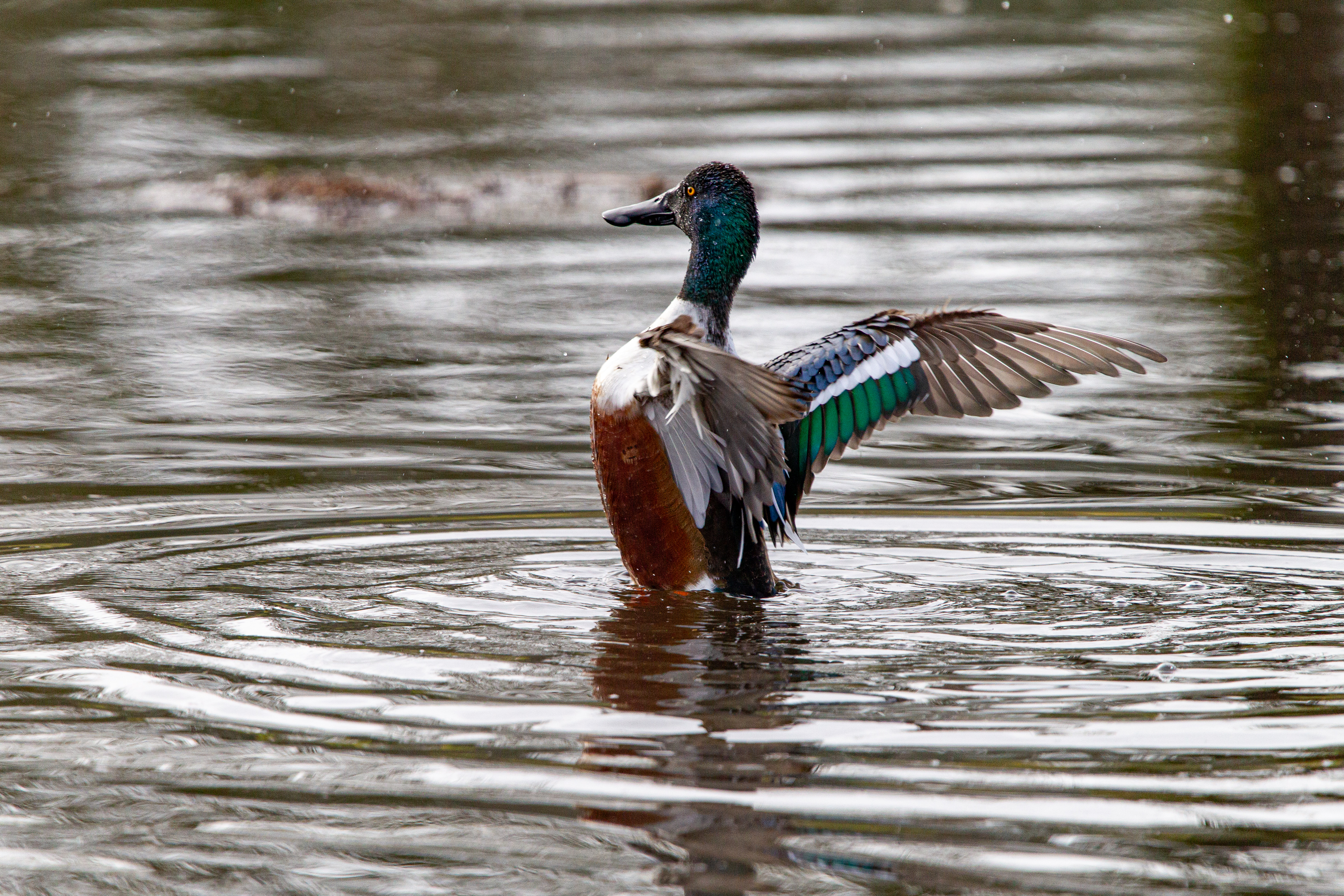 northern shoveler (3)