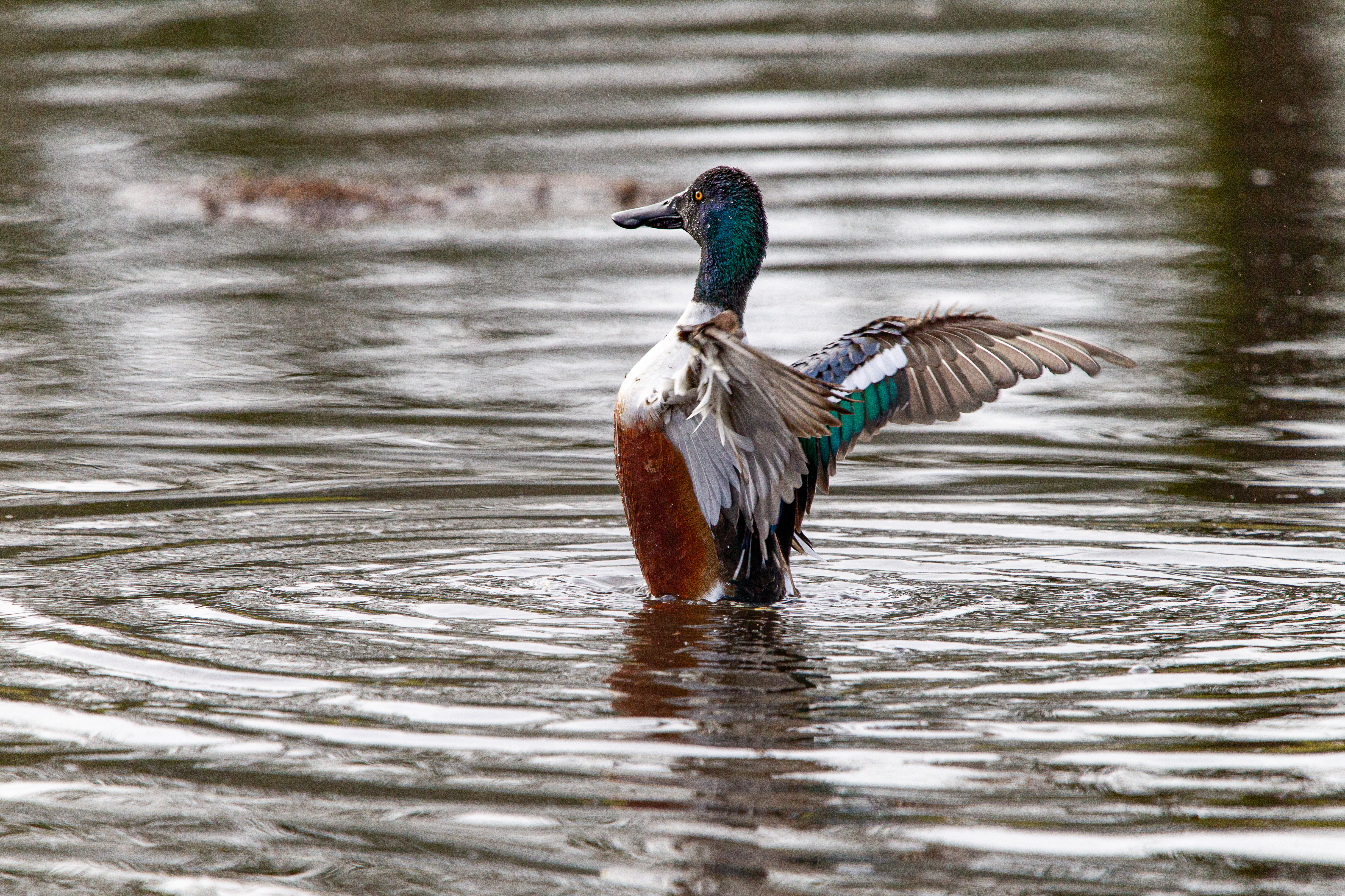 northern shoveler (6)