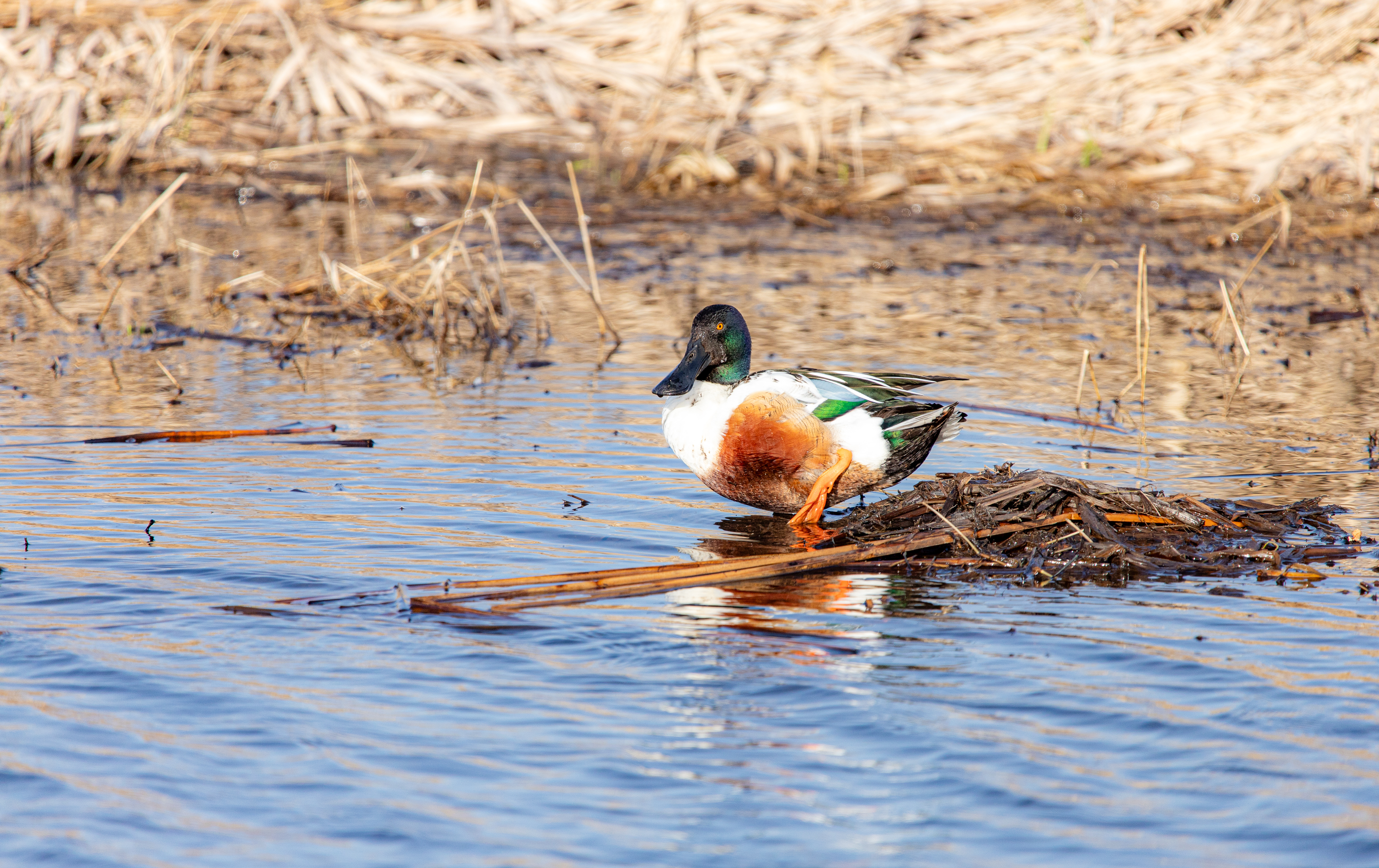 northern shoveler (20)