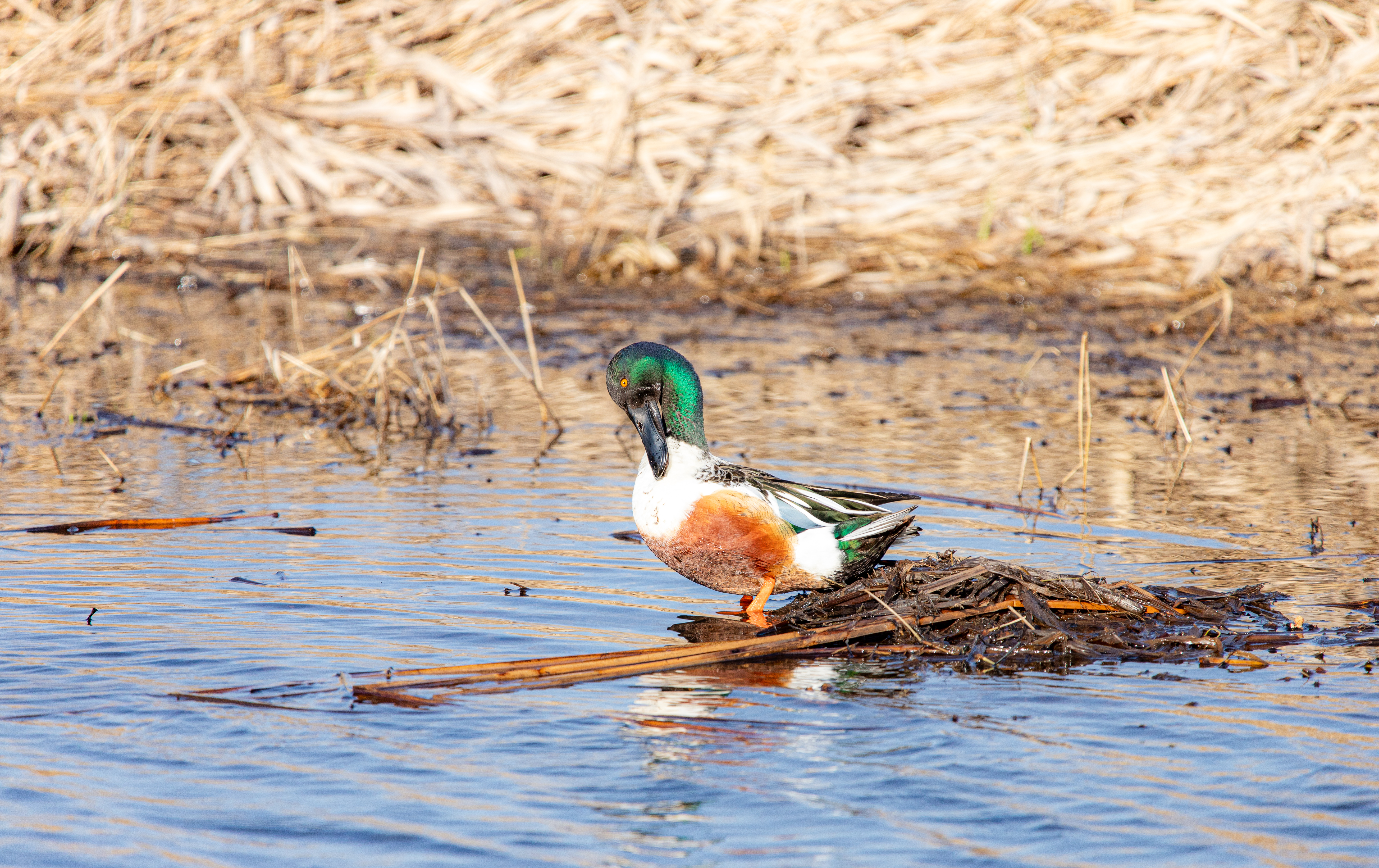 northern shoveler (22)