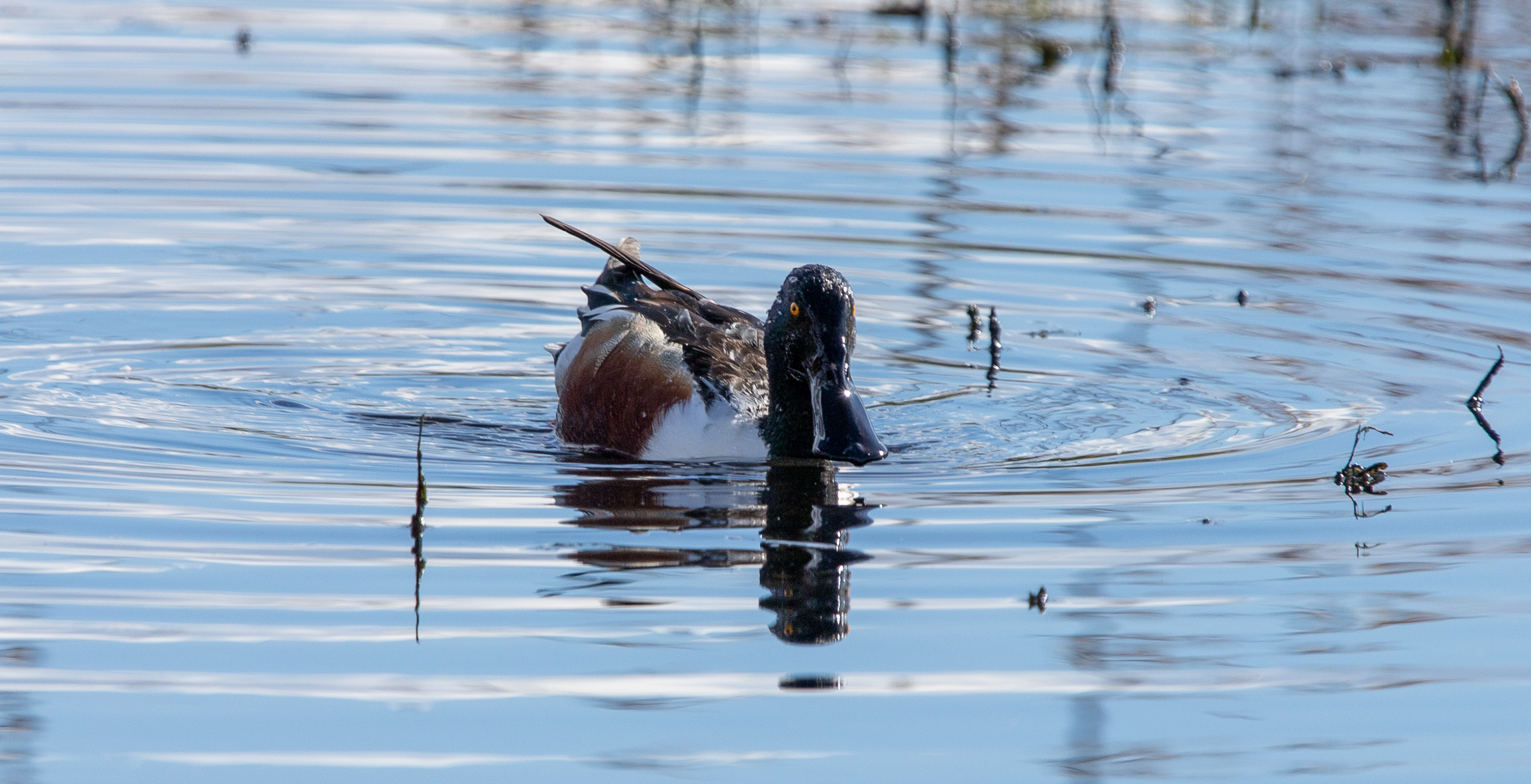 northern shoveler (23)