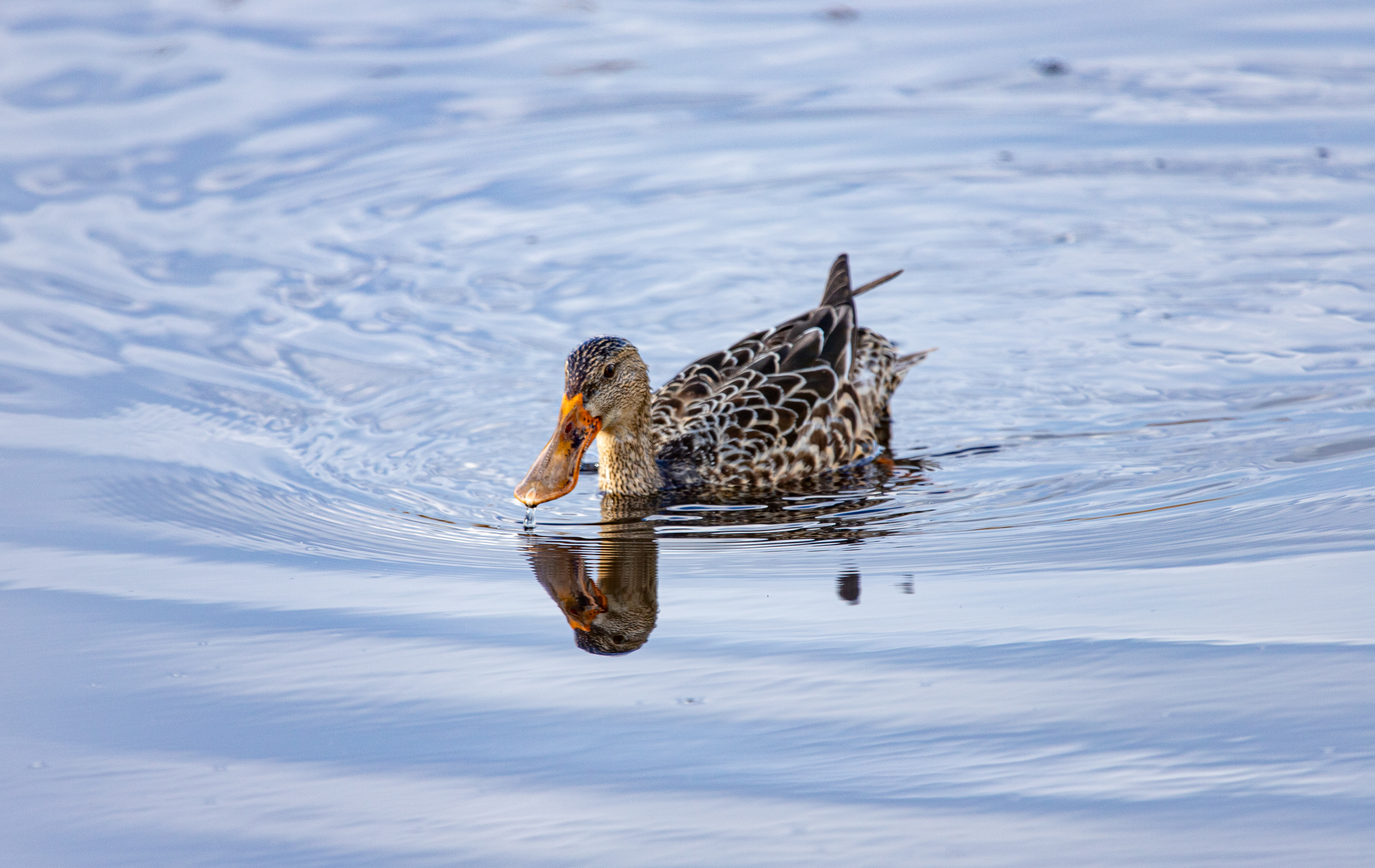 northern shoveler (24)