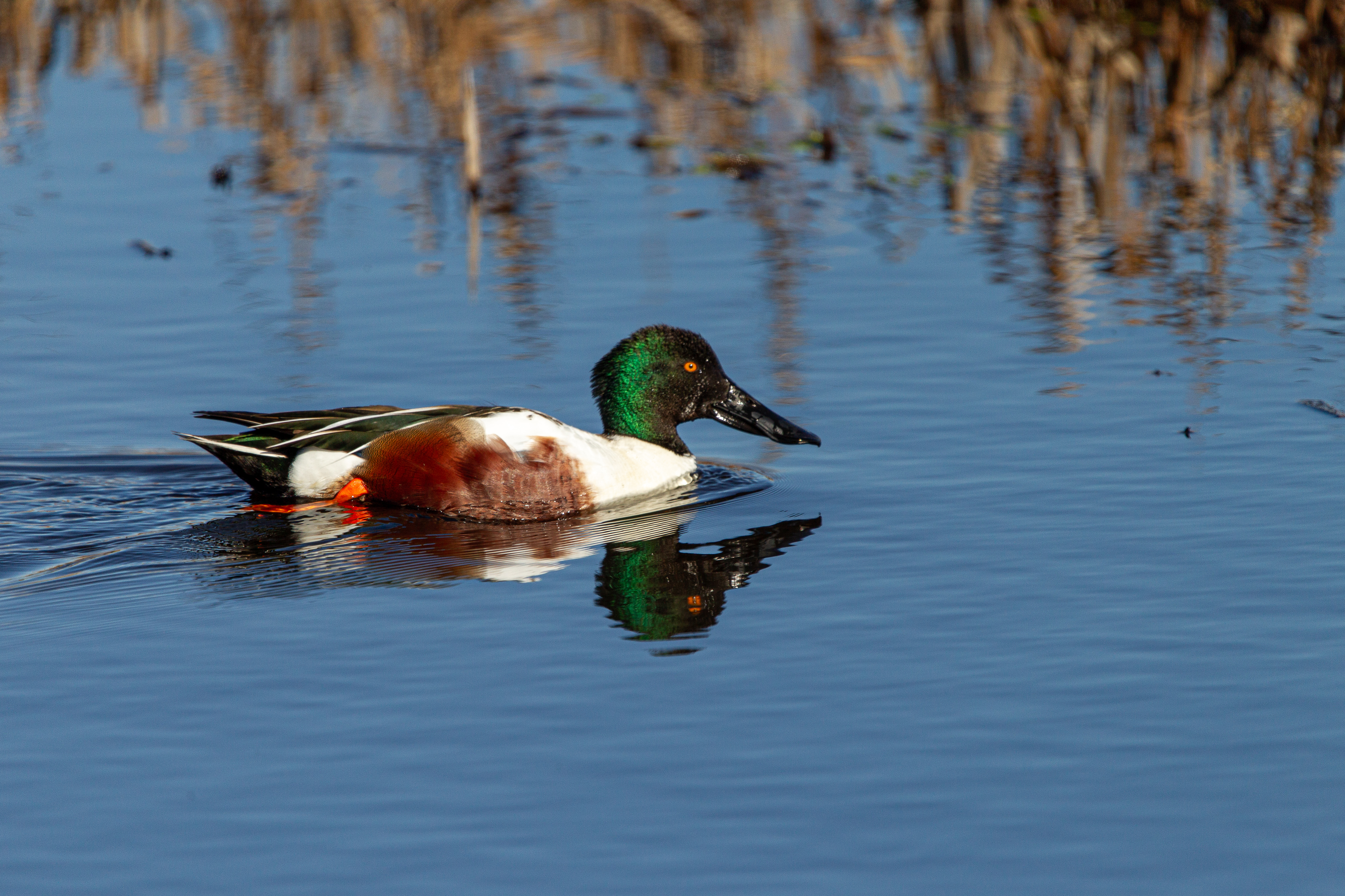 northernshoveler (7)