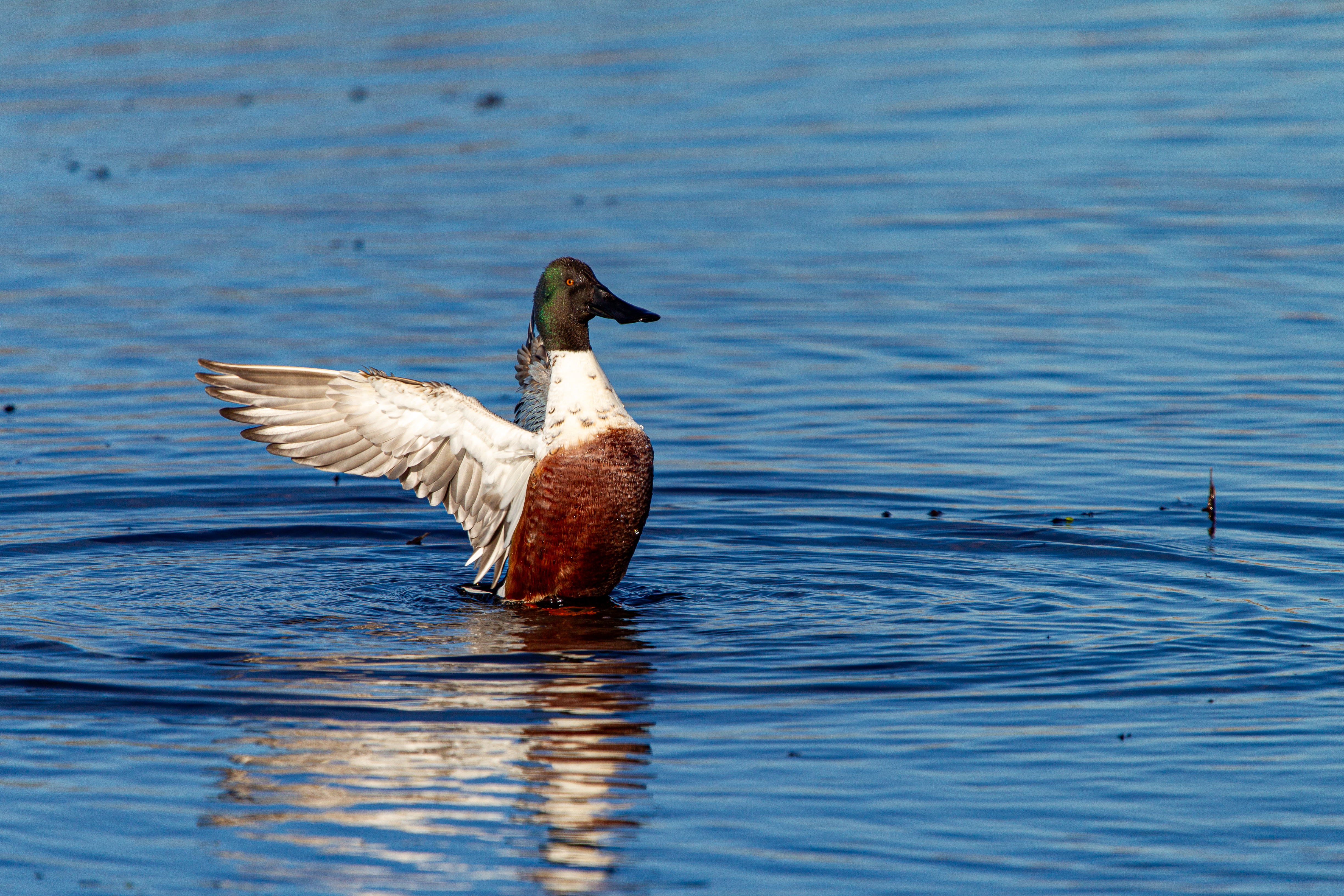 northern shoveler (8)