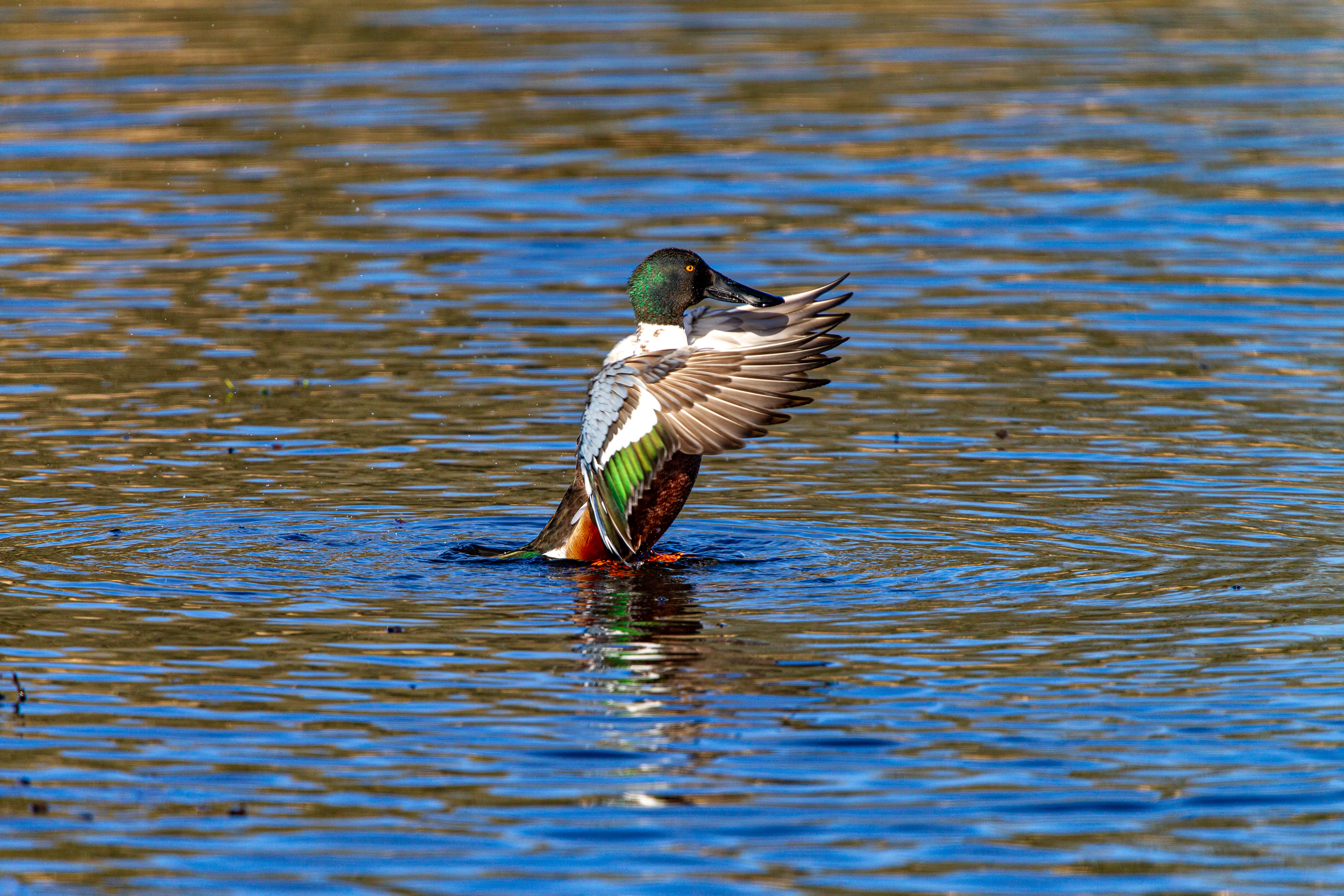 northern shoveler (10)