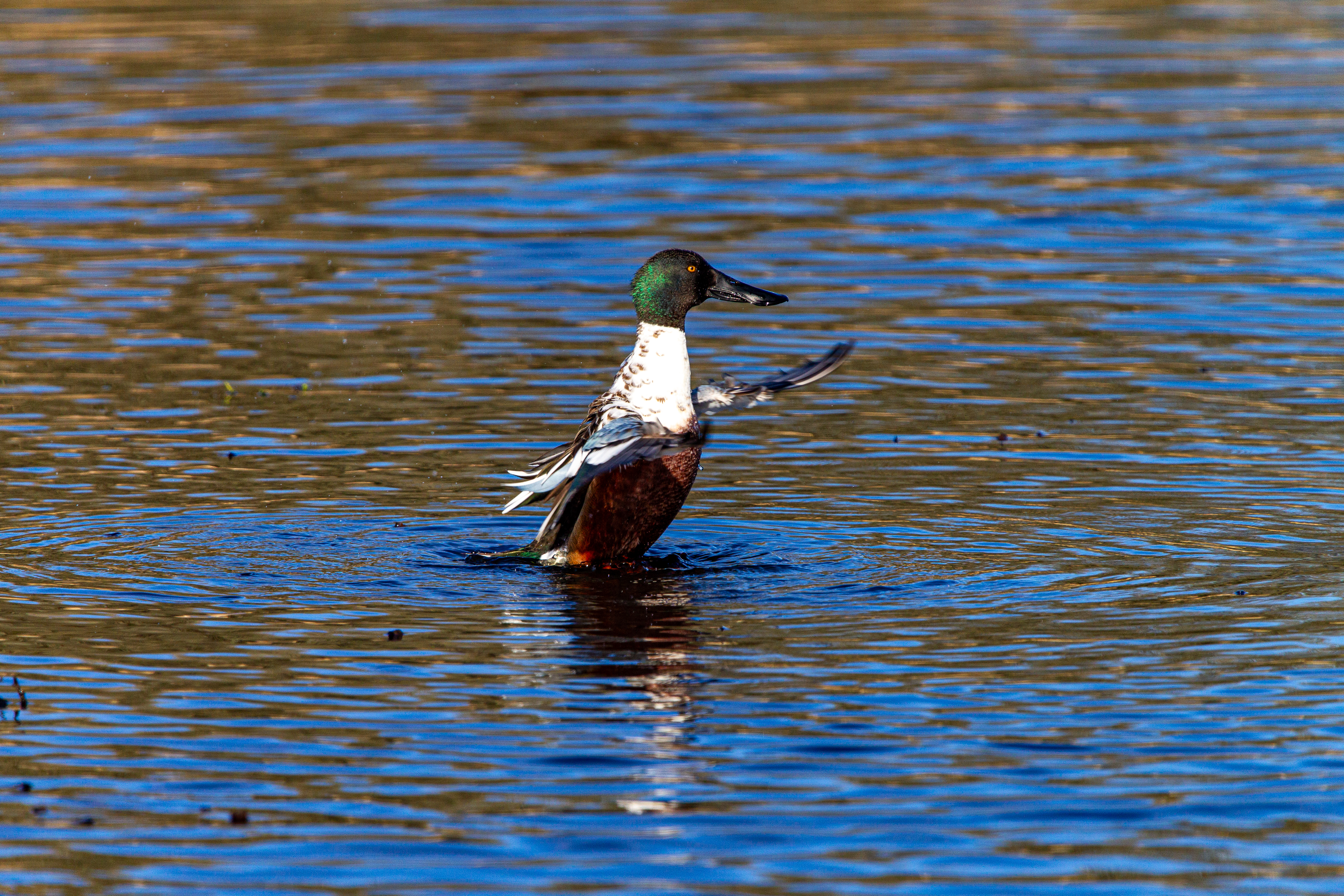 northernshoveler (11)