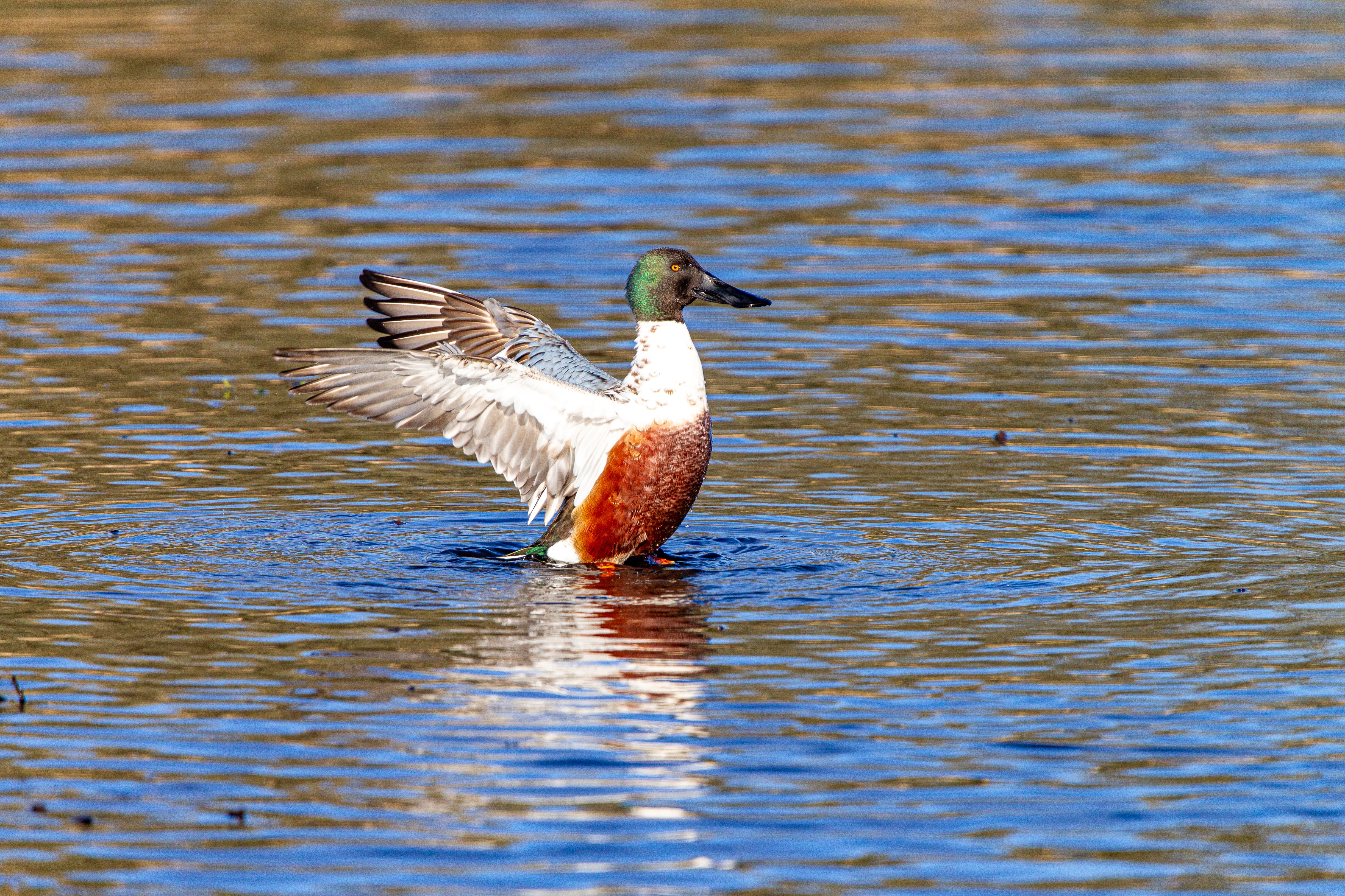 northern shoveler (12)