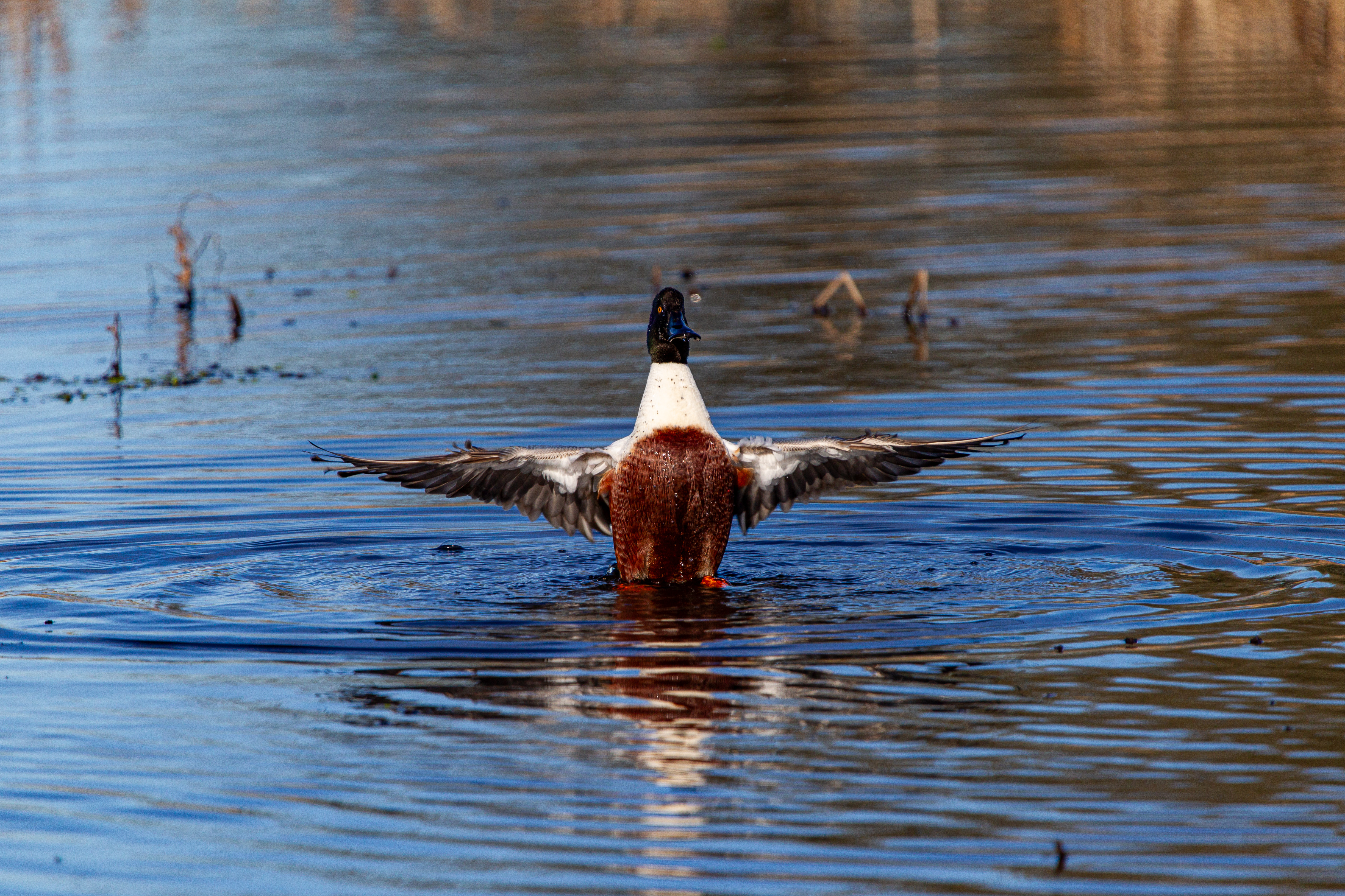 northern shoveler (17)