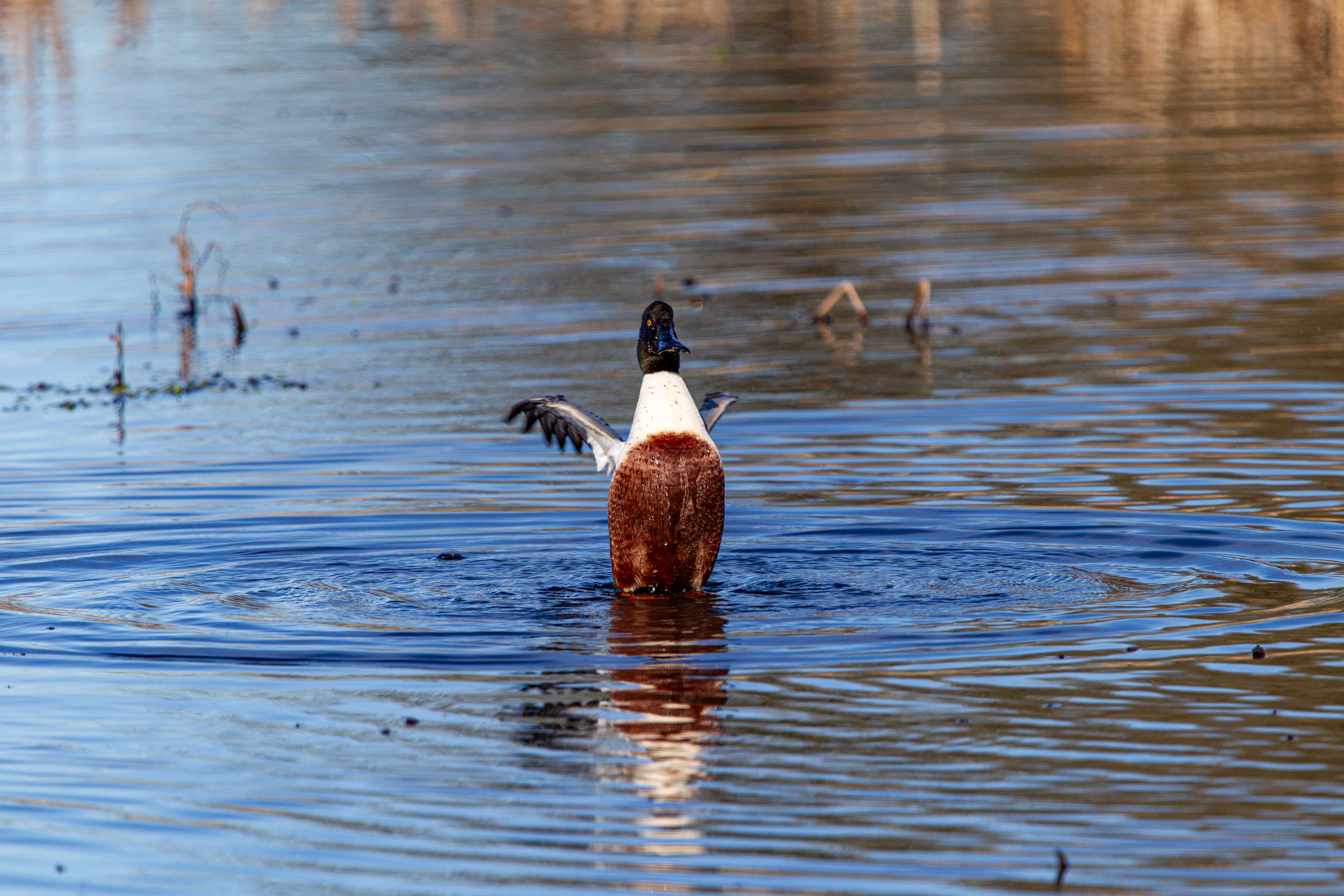 northern shoveler (18)
