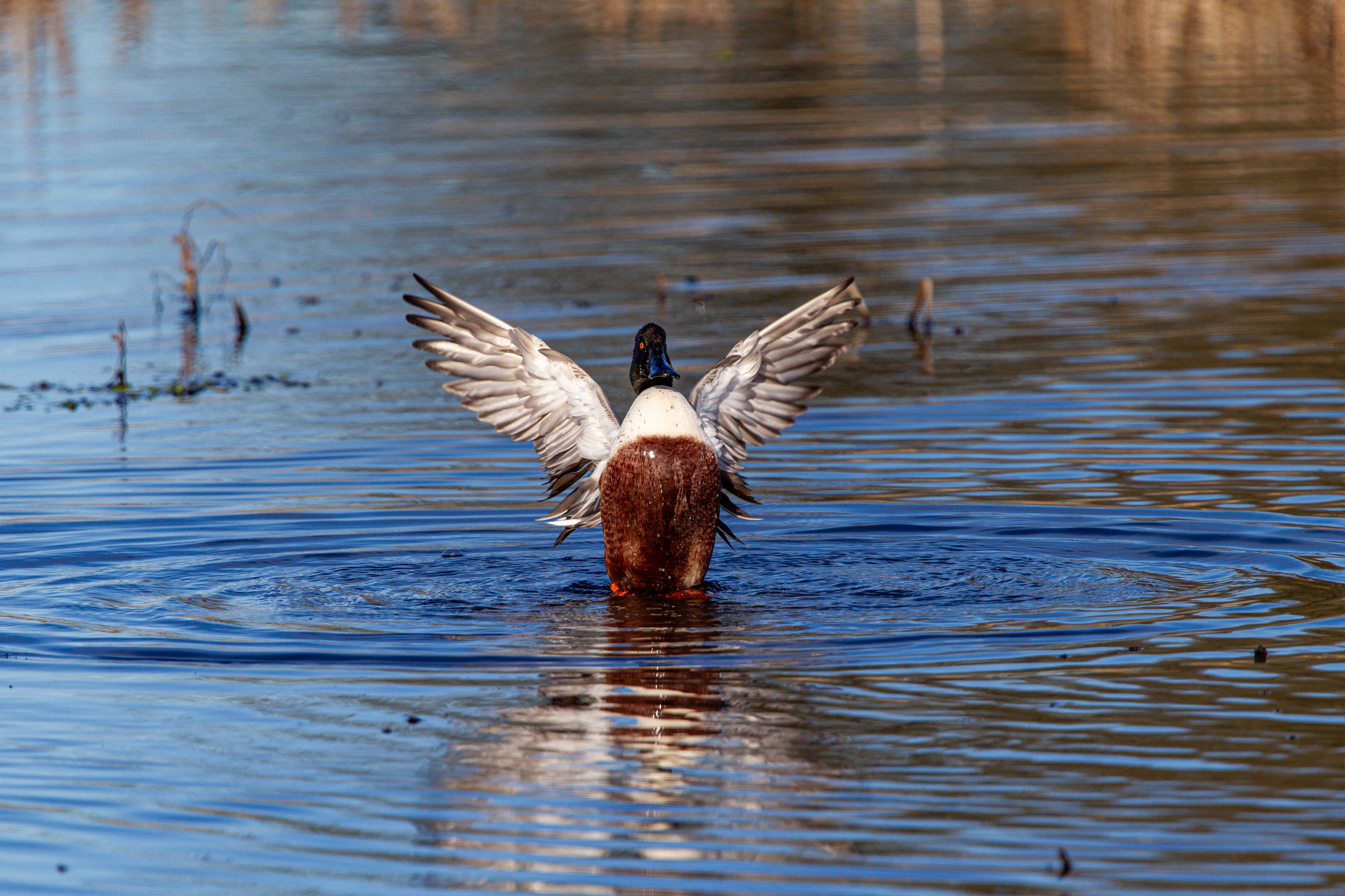northern shoveler (19)