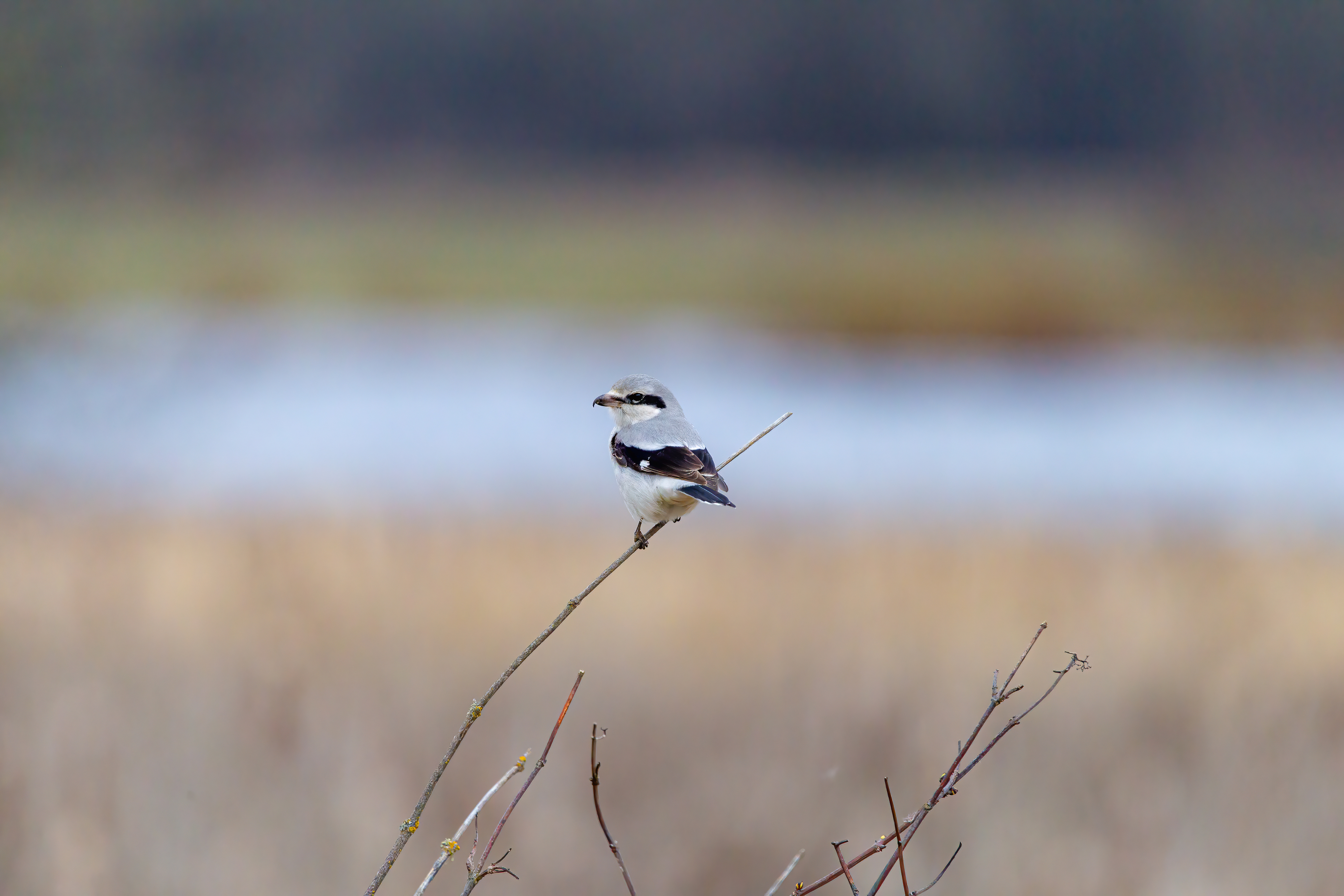 northern shrike (2)
