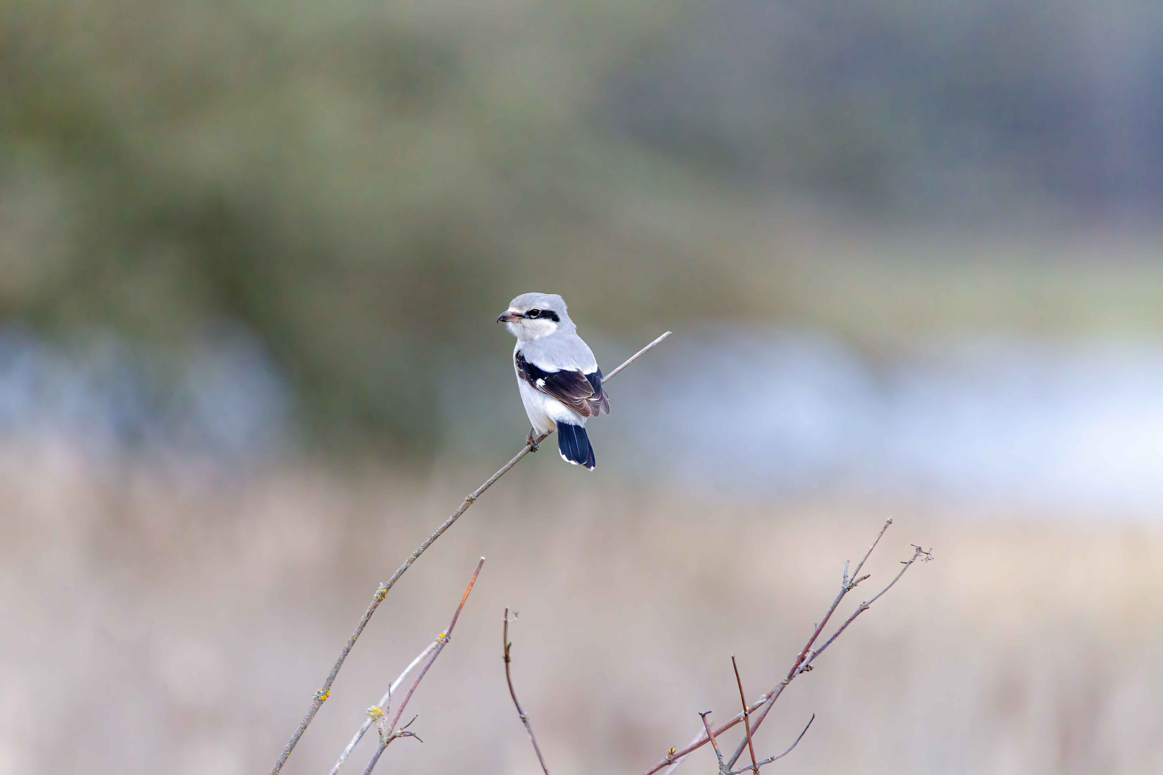 northern shrike (6)
