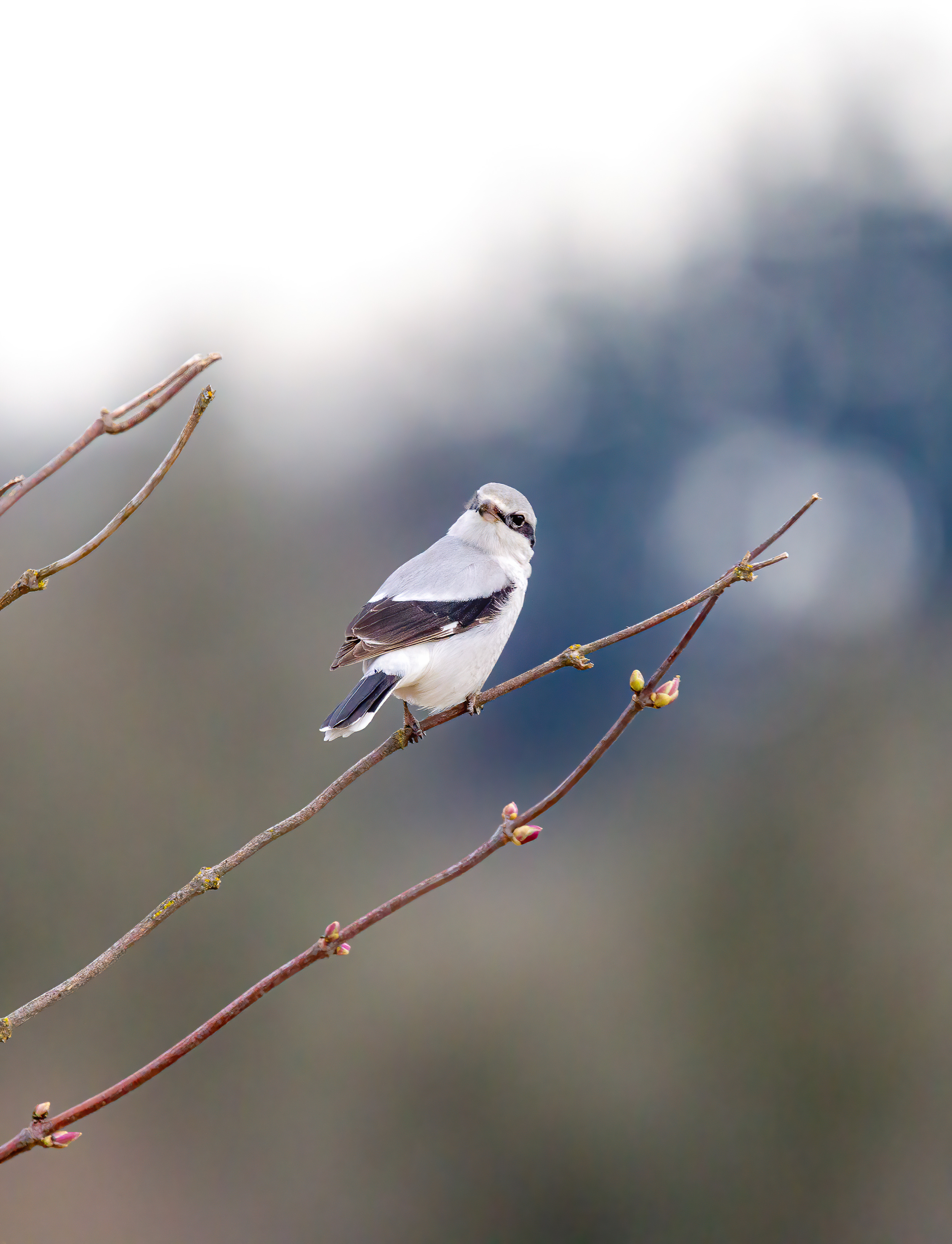 northern shrike (9)