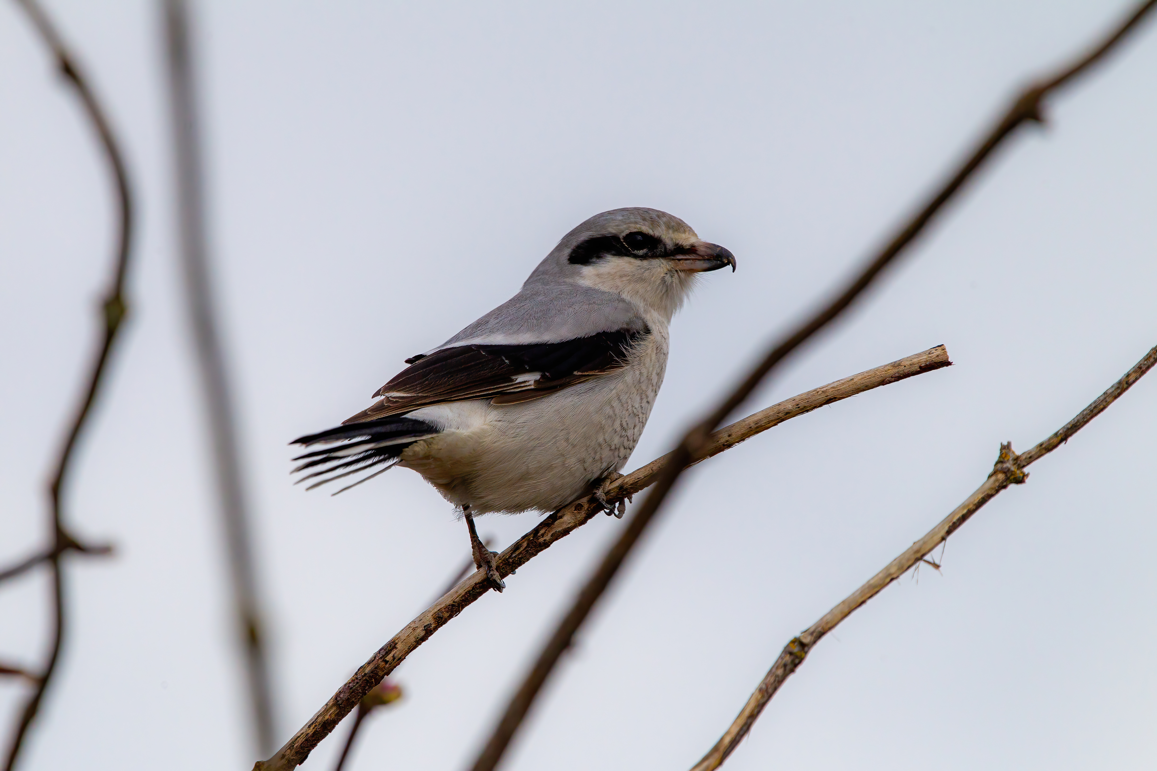 northern shrike (10)
