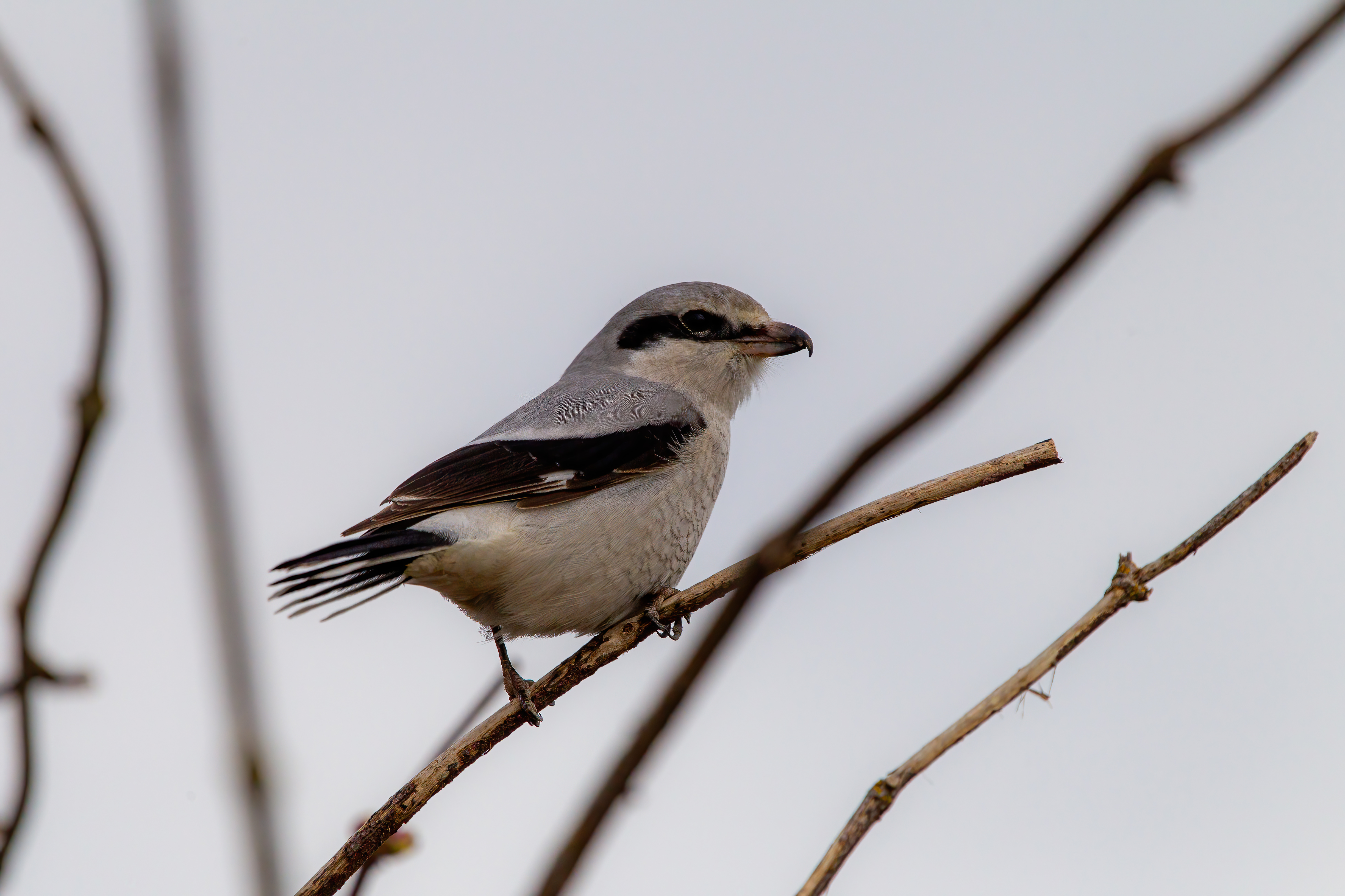northern shrike (11)