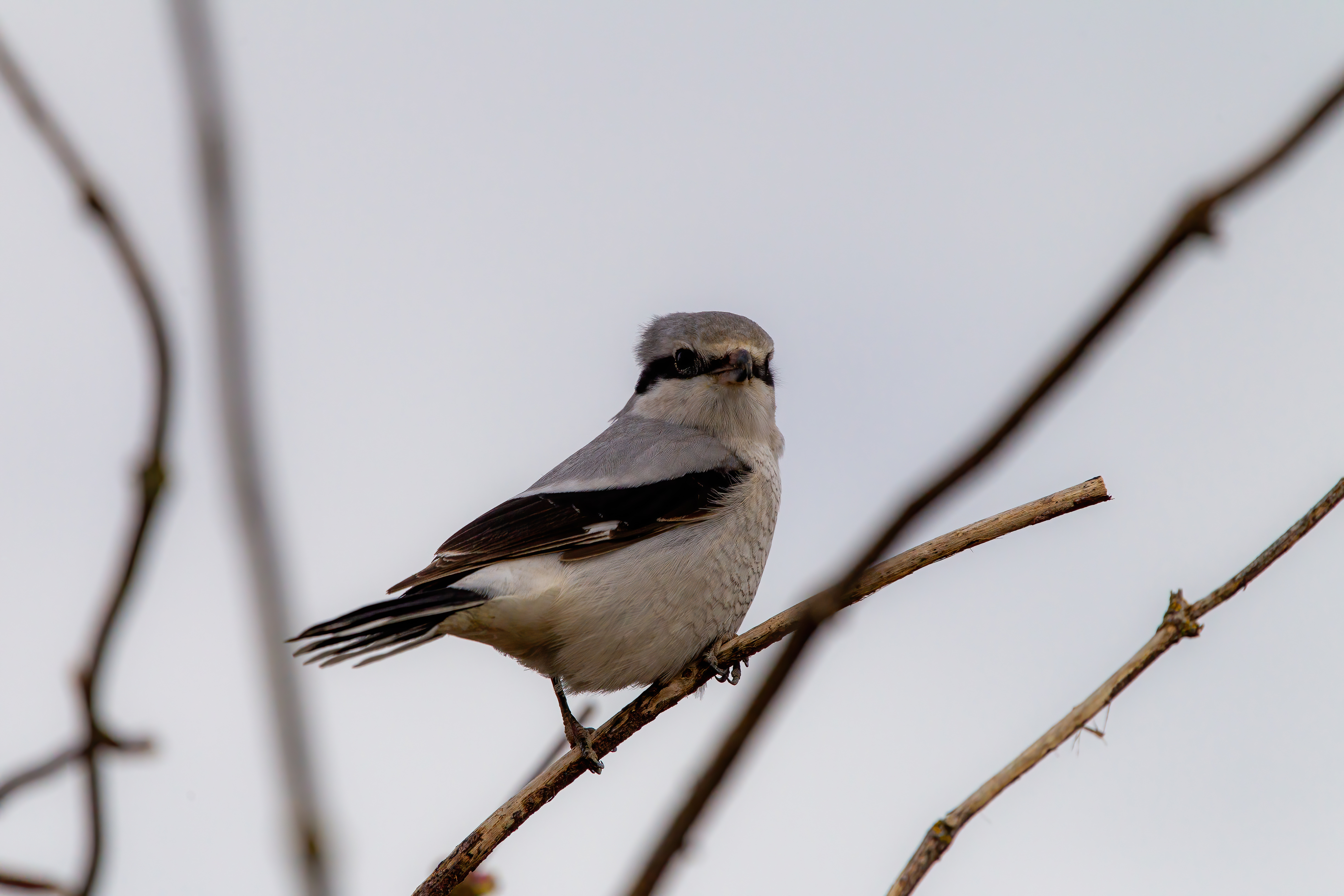 northern shrike (12)