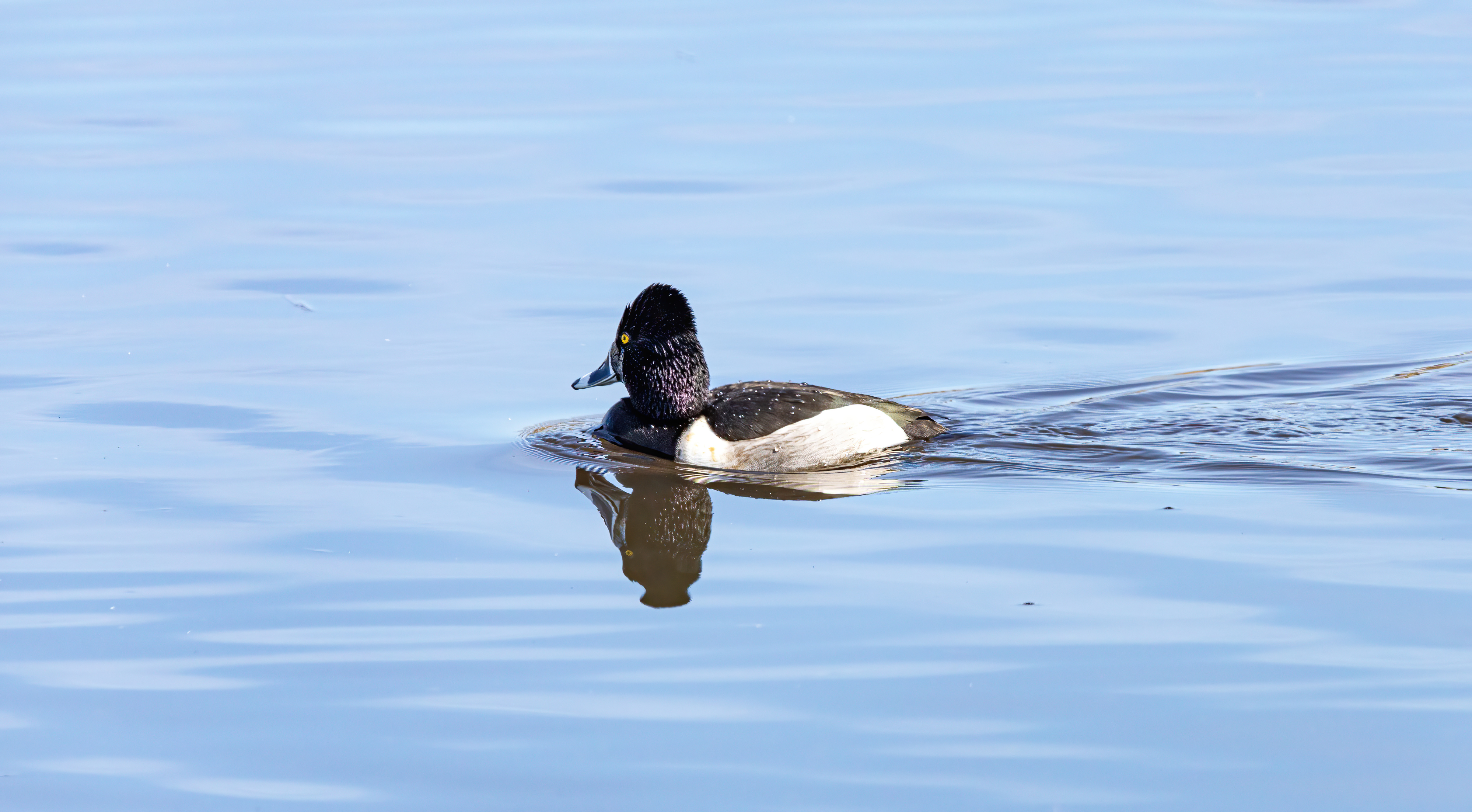ringed-neck duck (1)