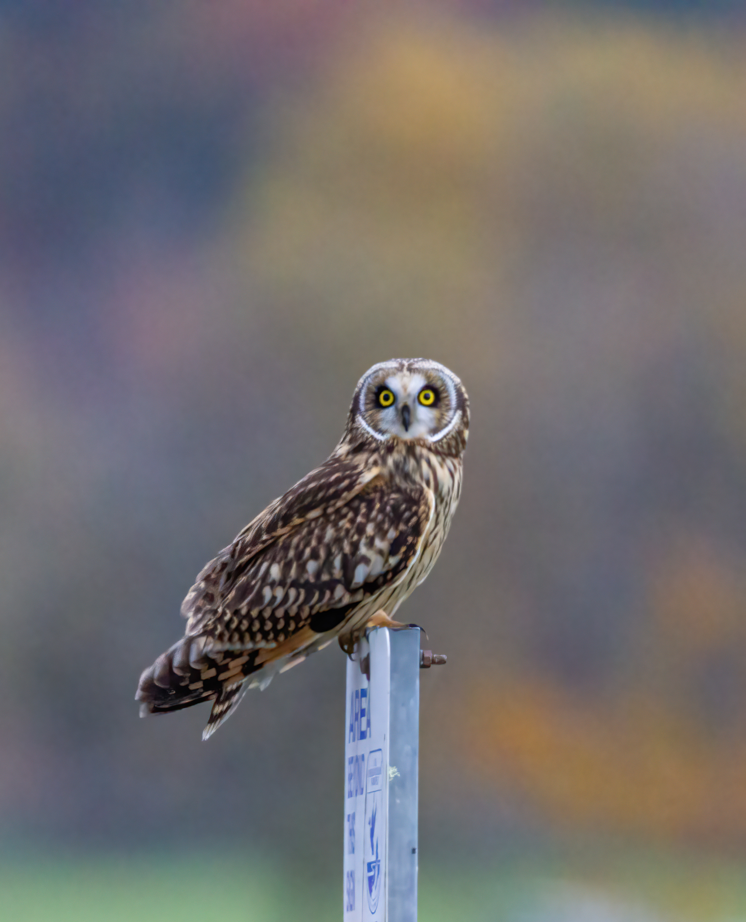 short-earred owl (4)