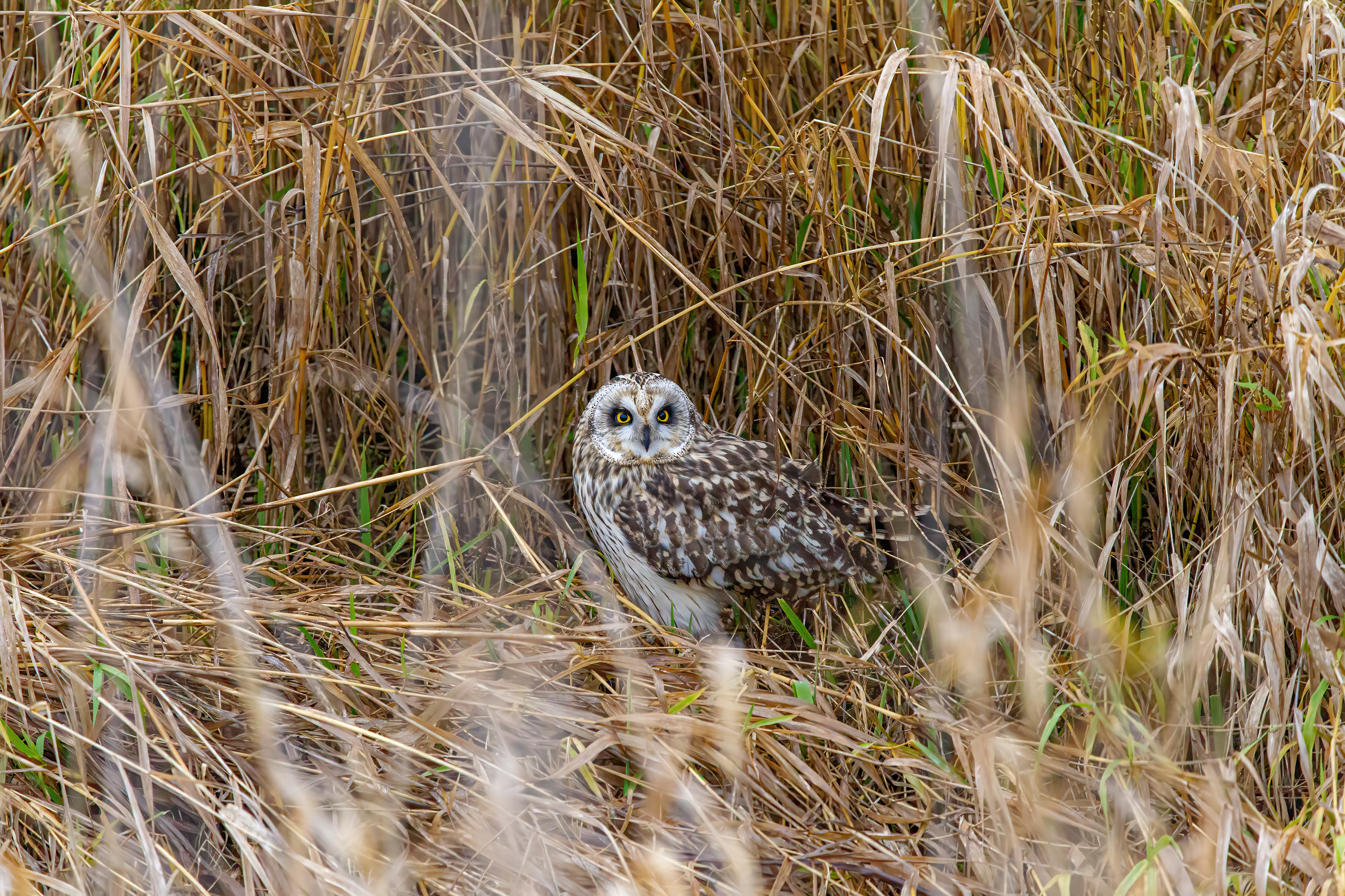 short-earred owl (6)