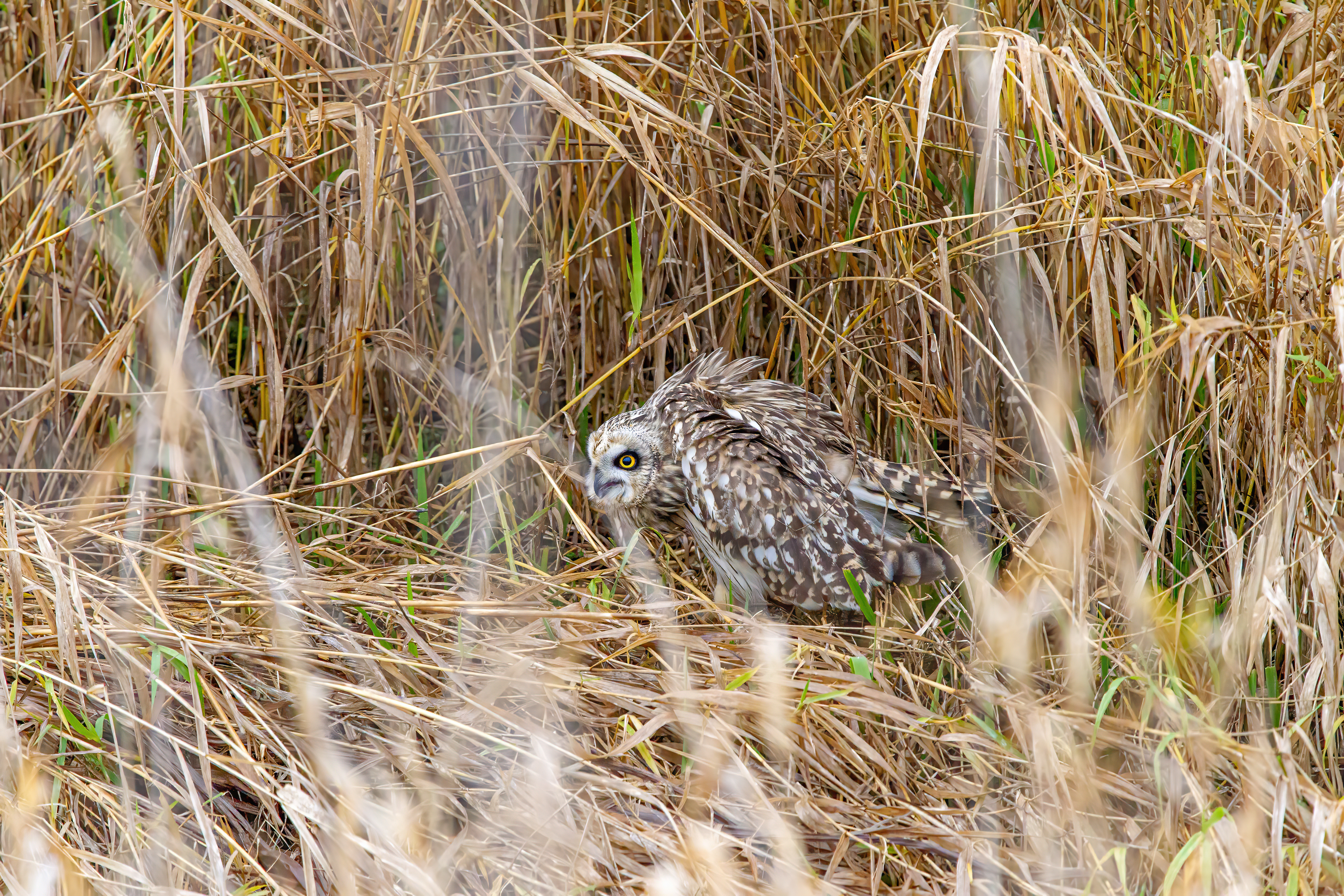short-earred owl (9)