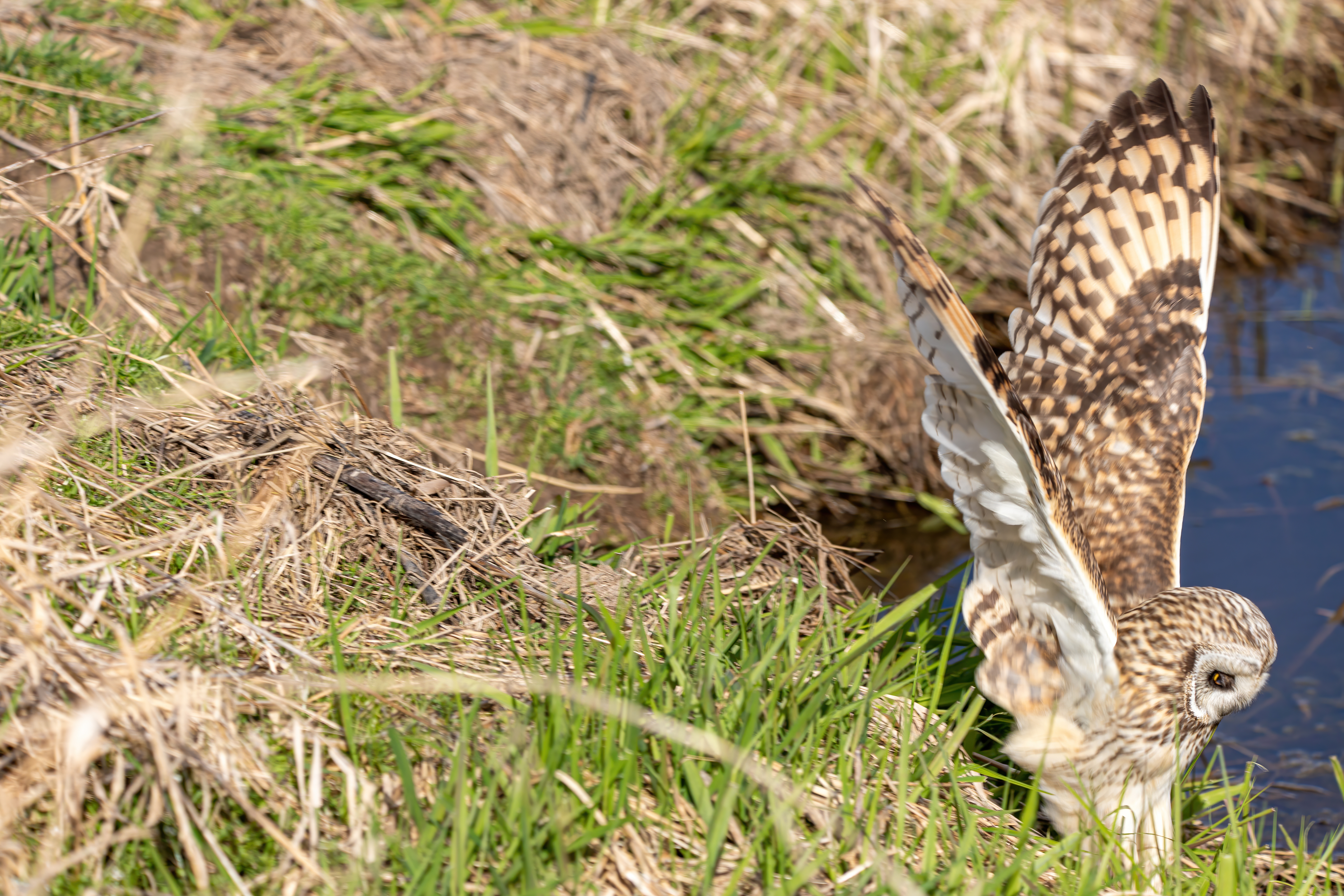 short-earred owl (15)