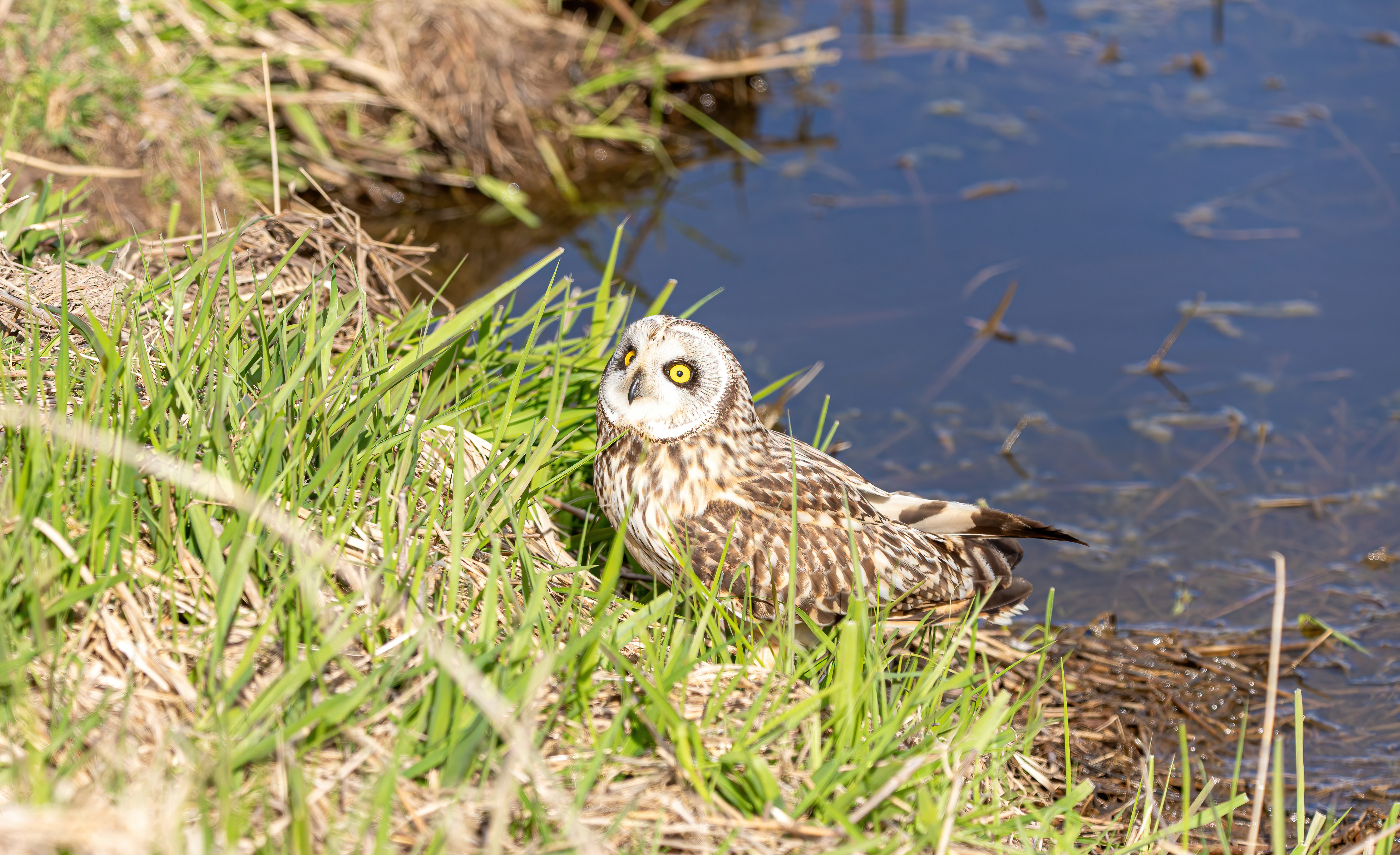 short-earred owl (17)