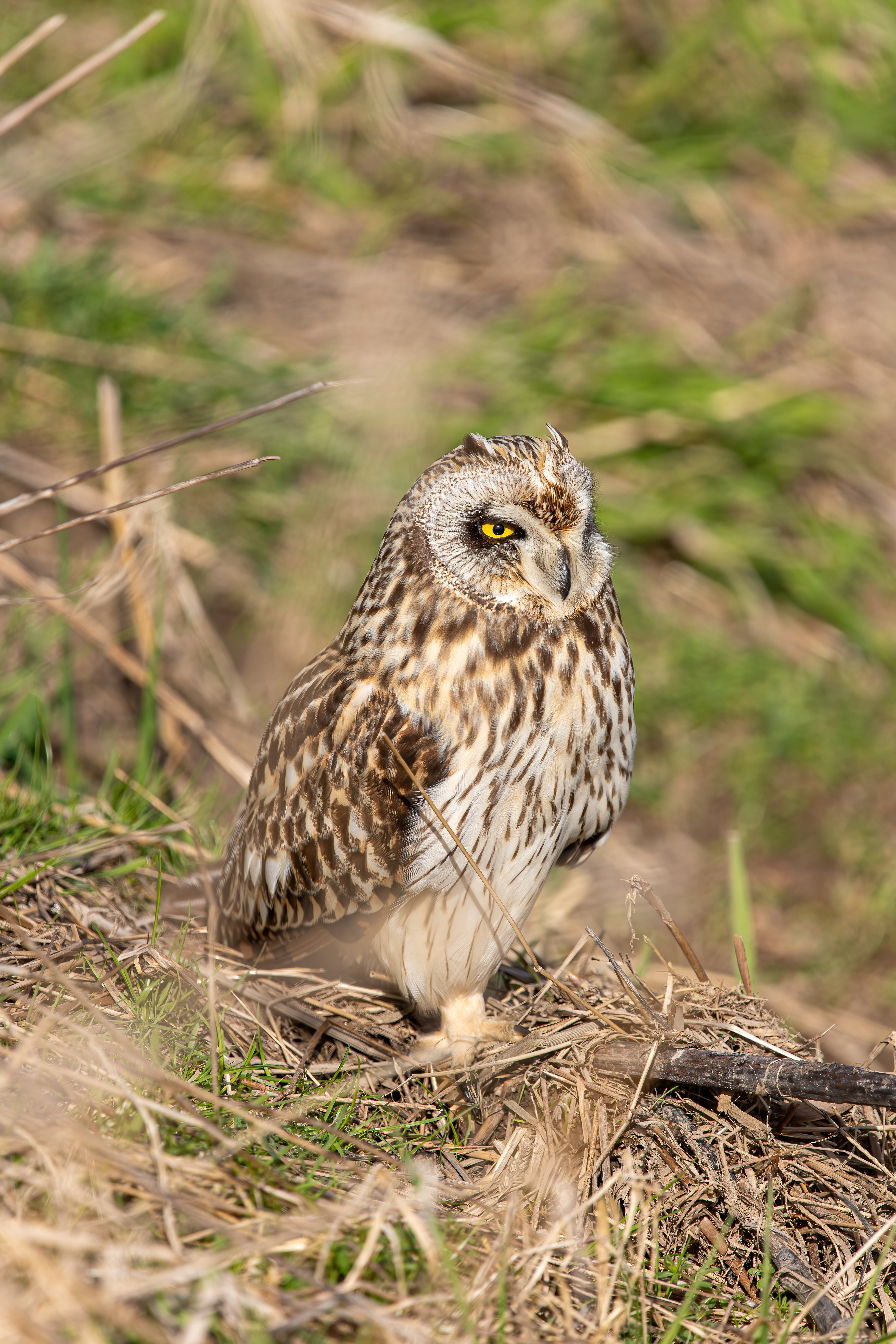 short-earred owl (21)