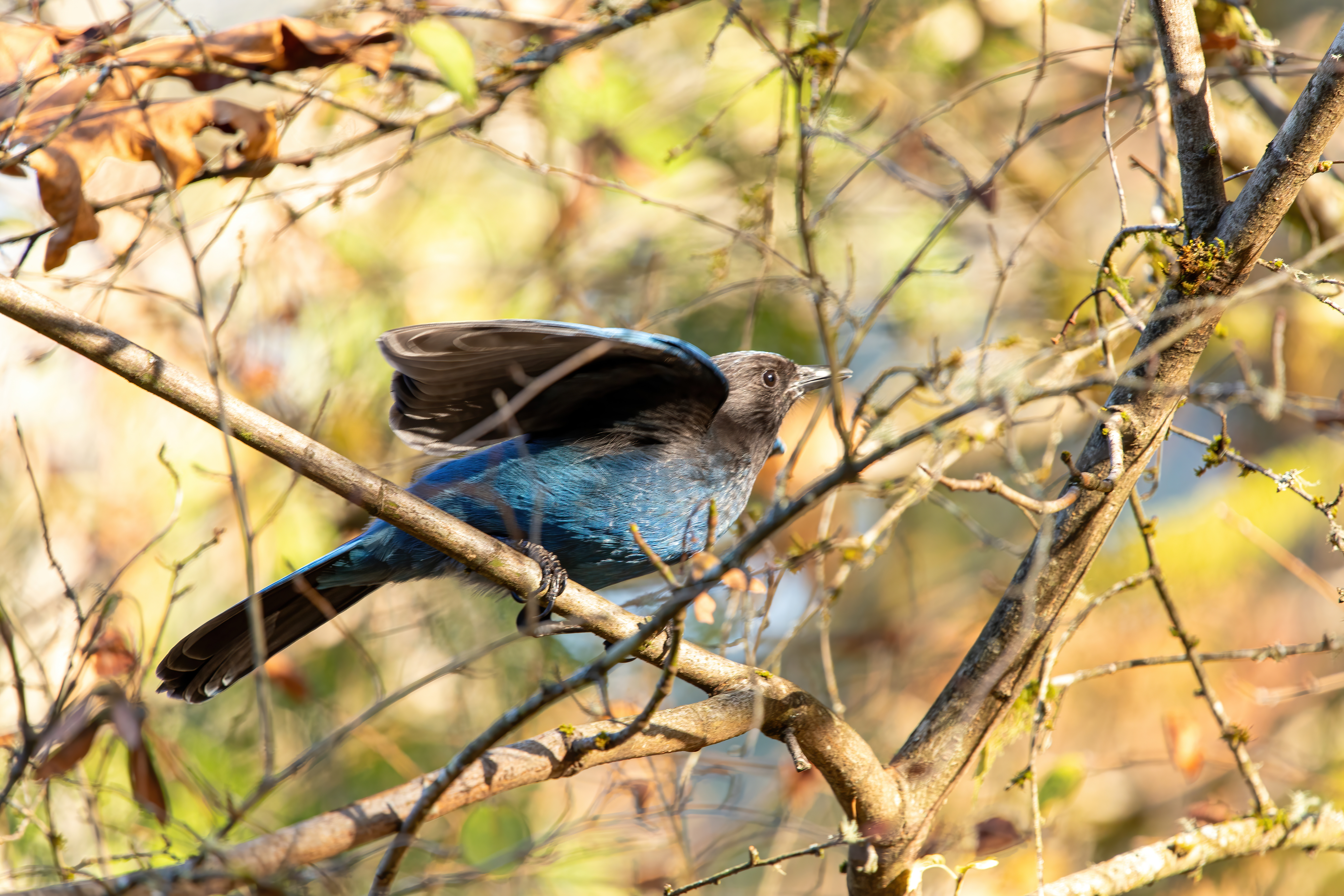 stellars jay (1)