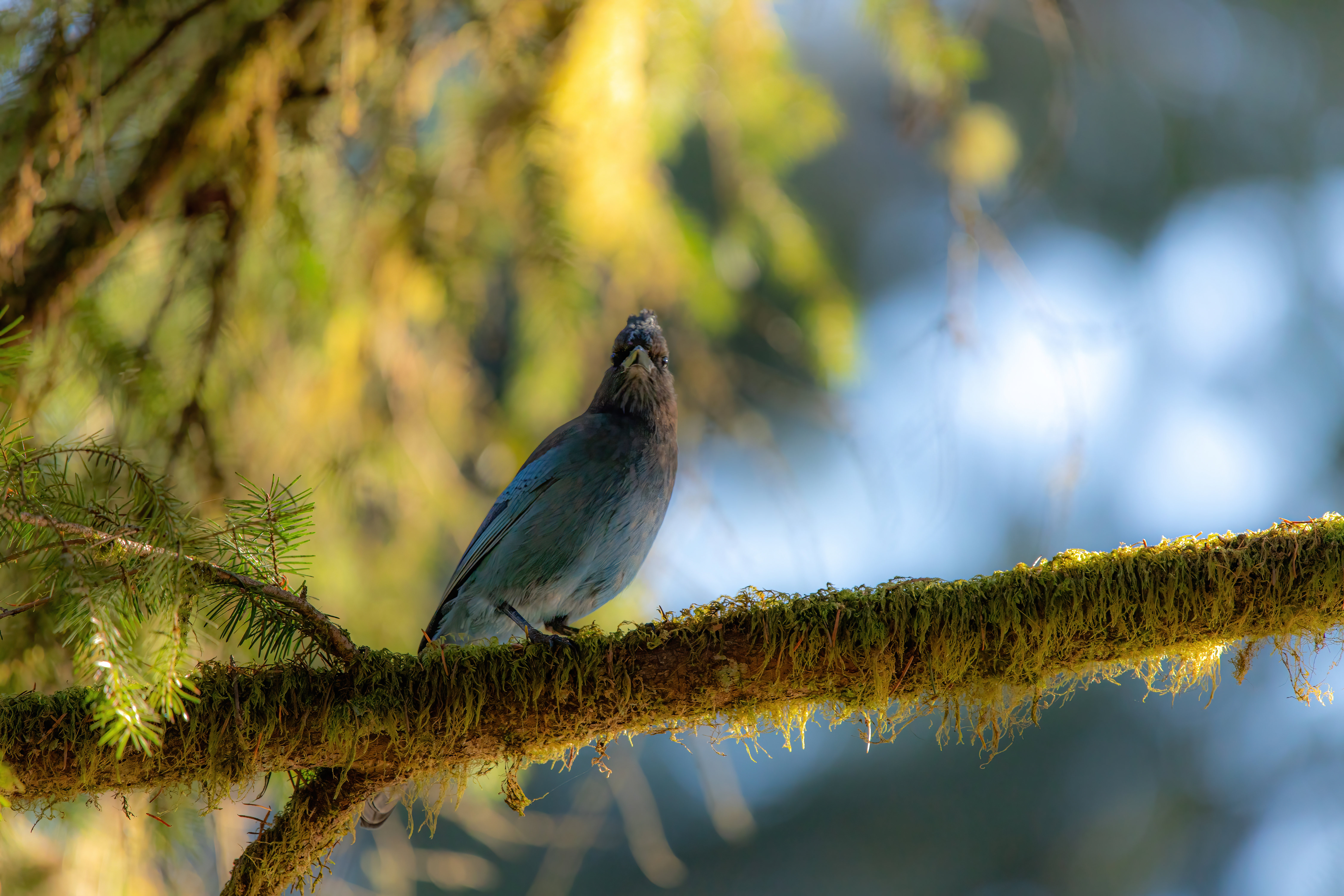 stellars jay (4)