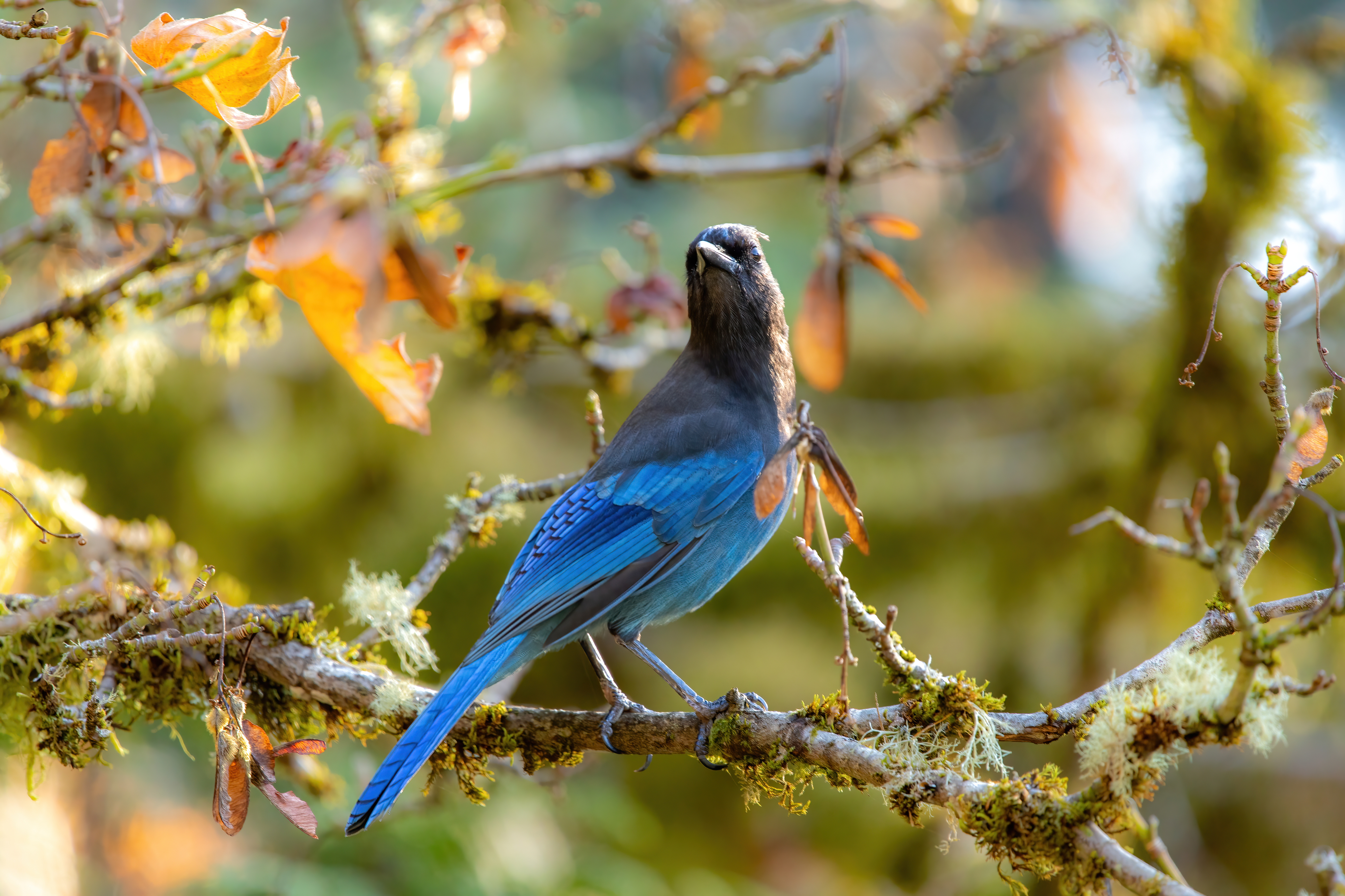 stellars jay (9)