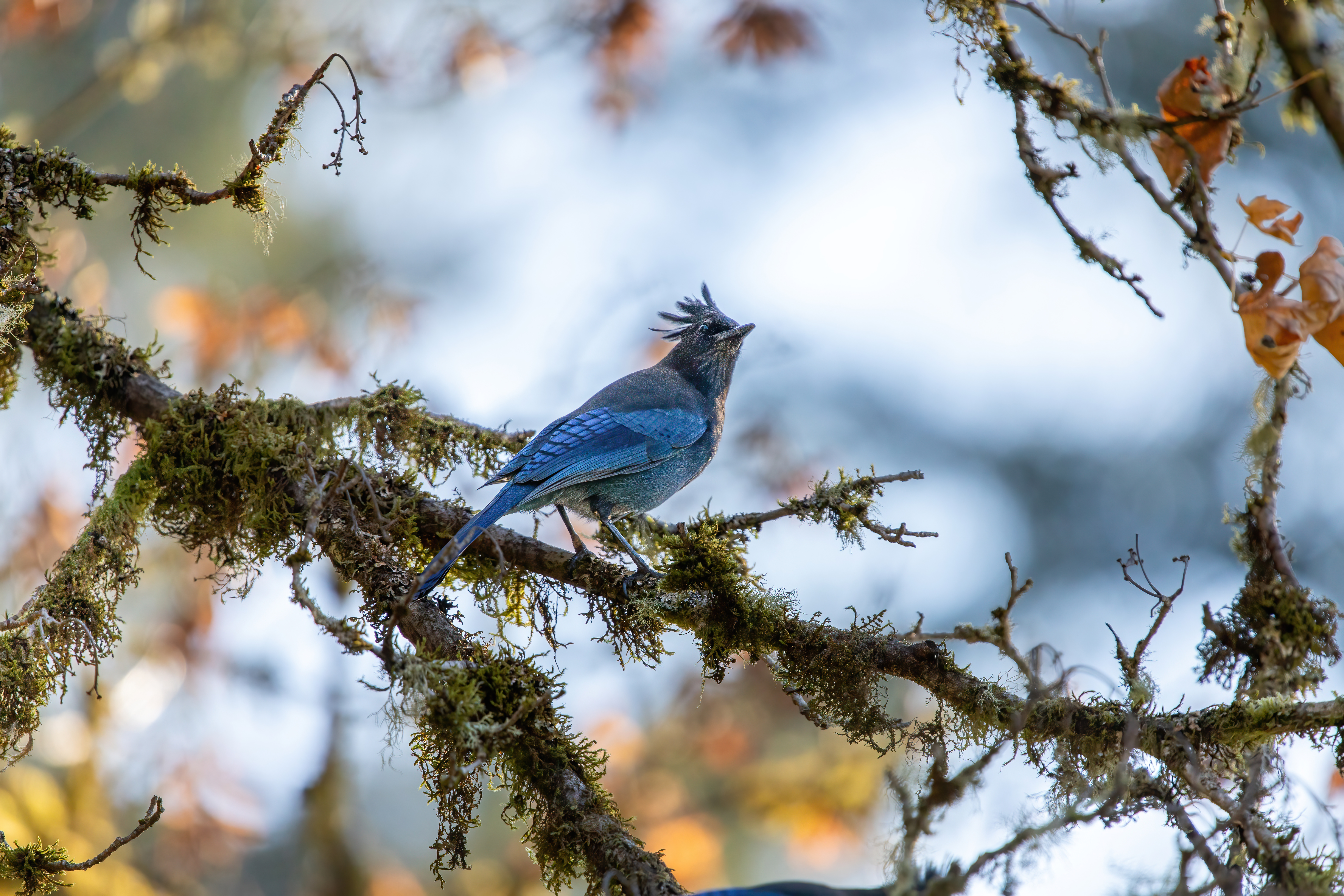 stellars jay (12)