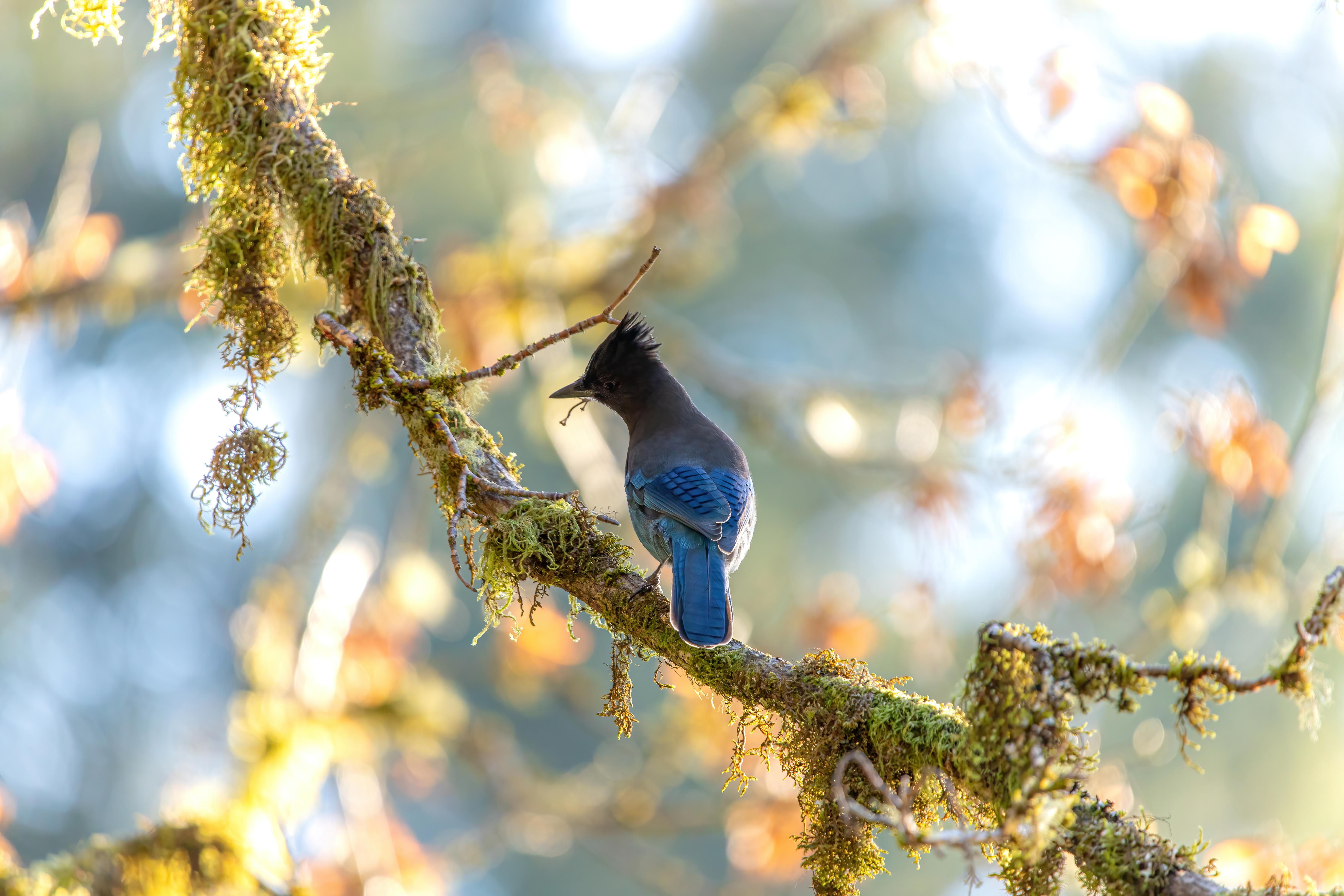 stellars jay (13)