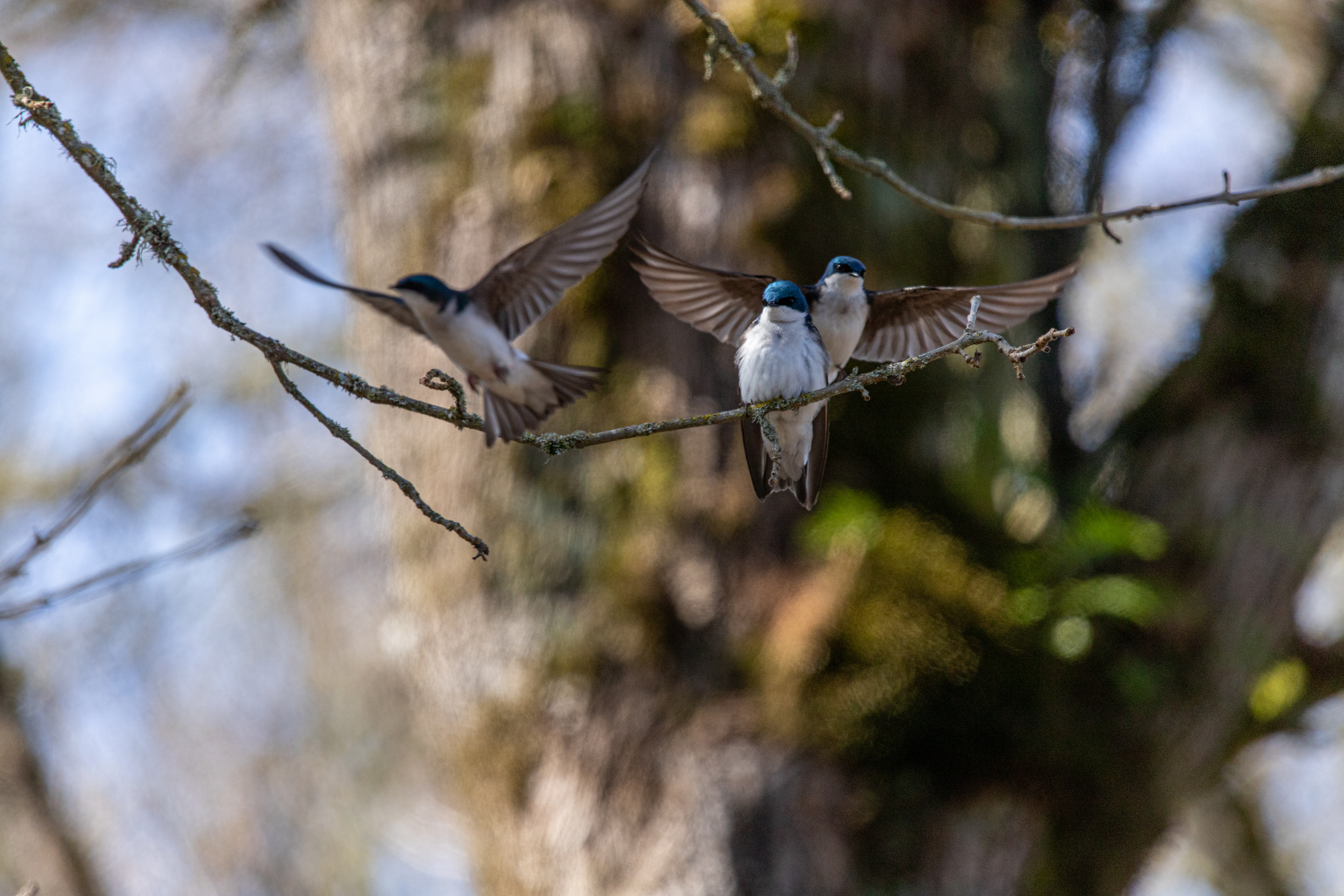 tree swallow (4)