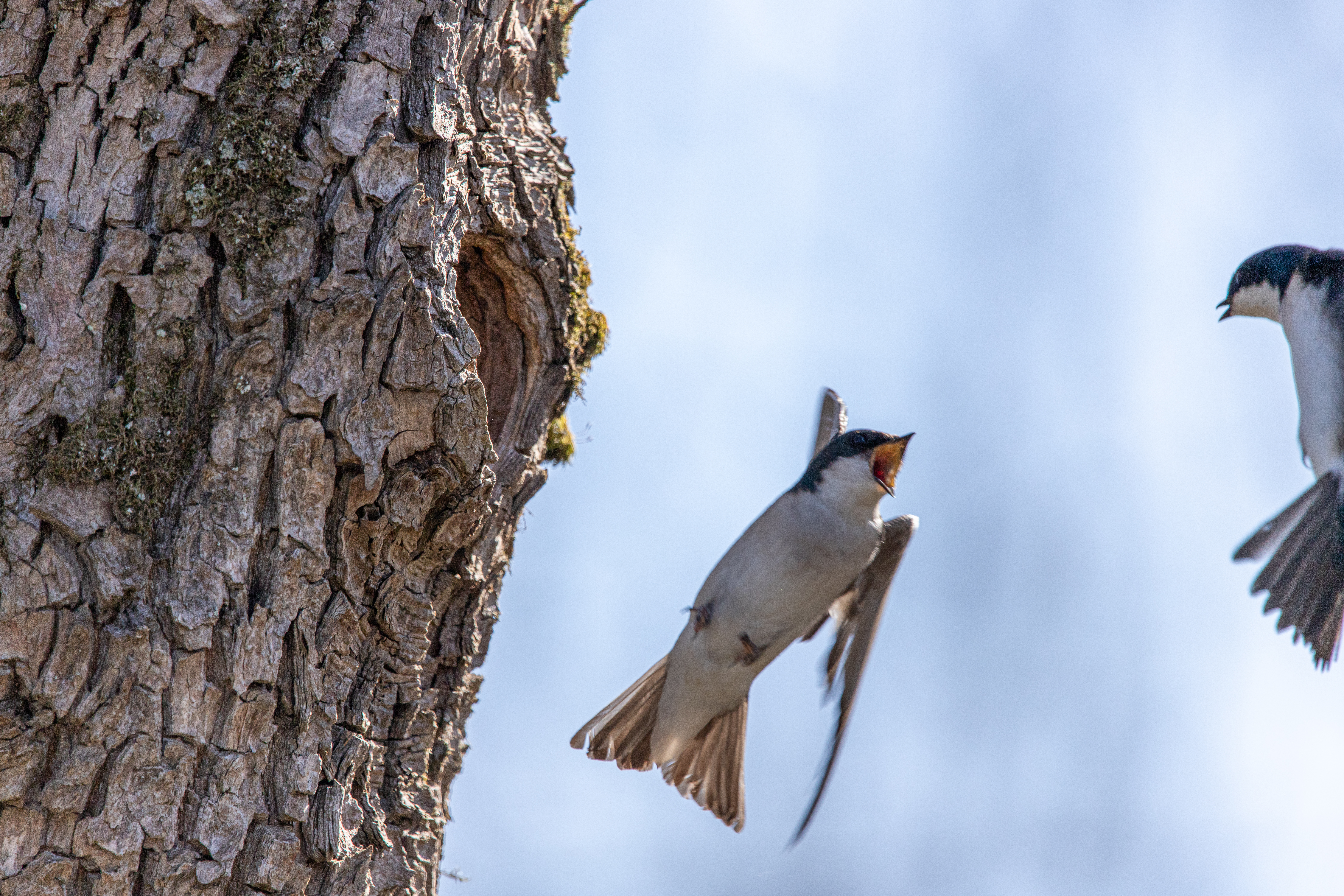tree swallow (9)