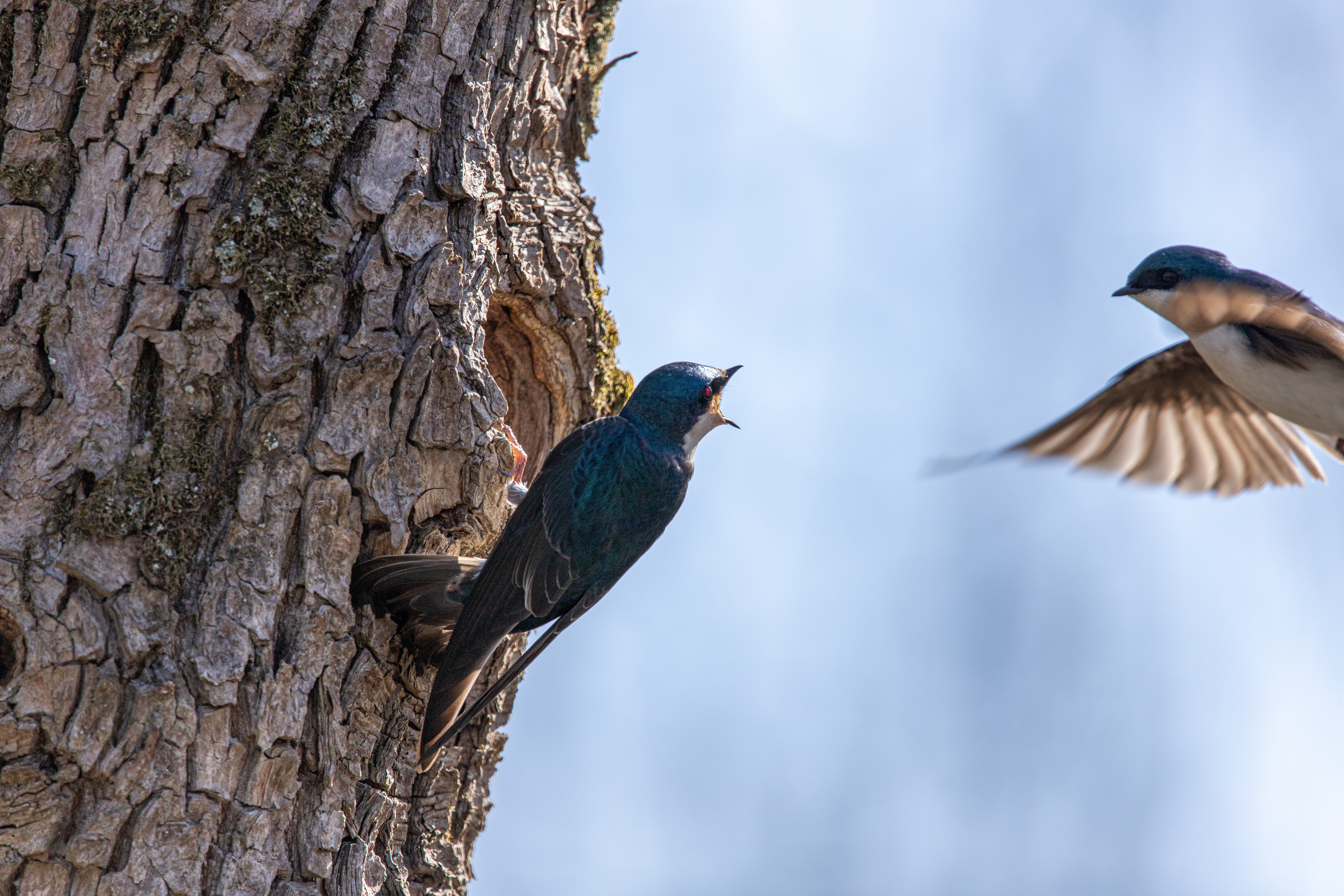 tree swallow (12)