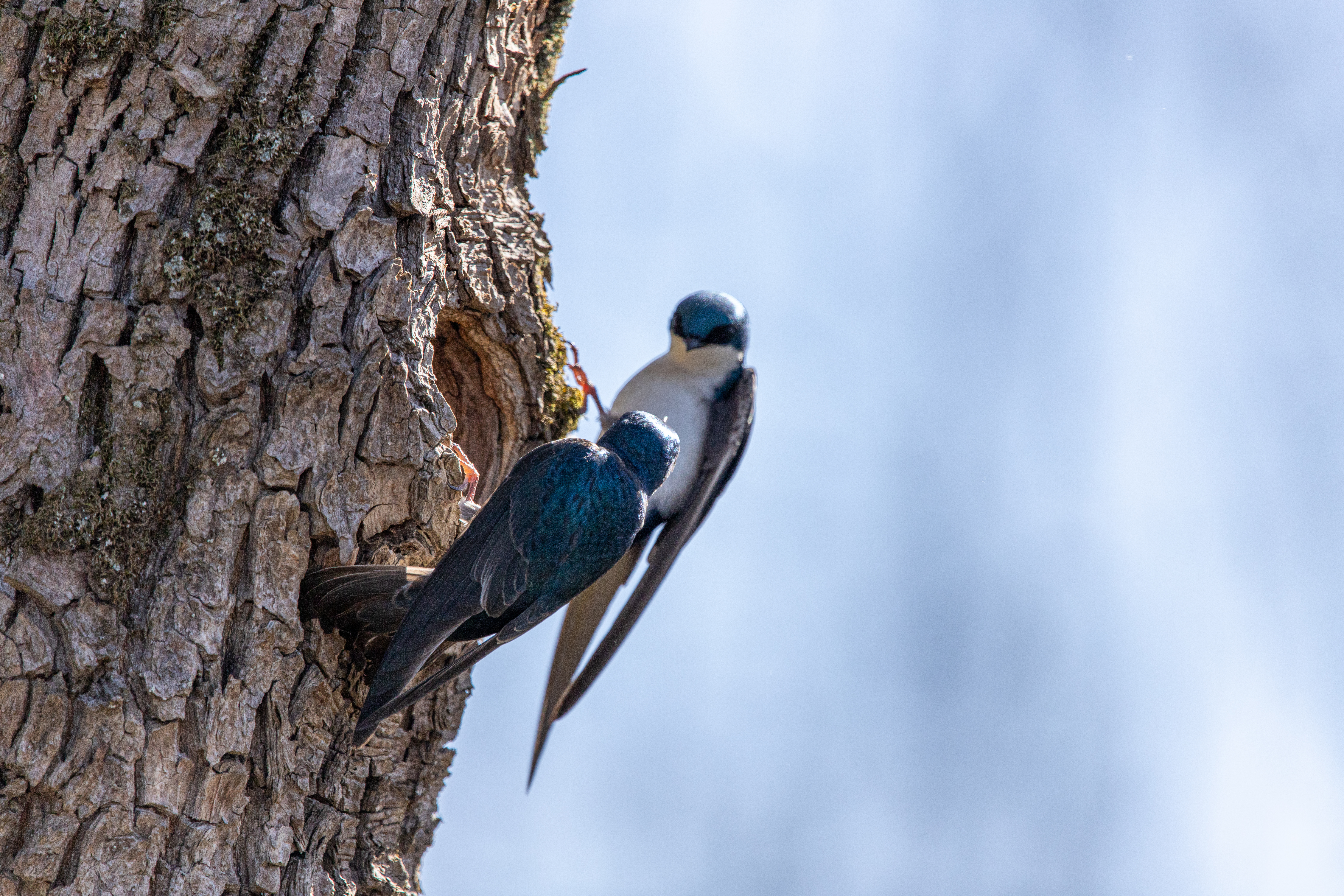 tree swallow (14)
