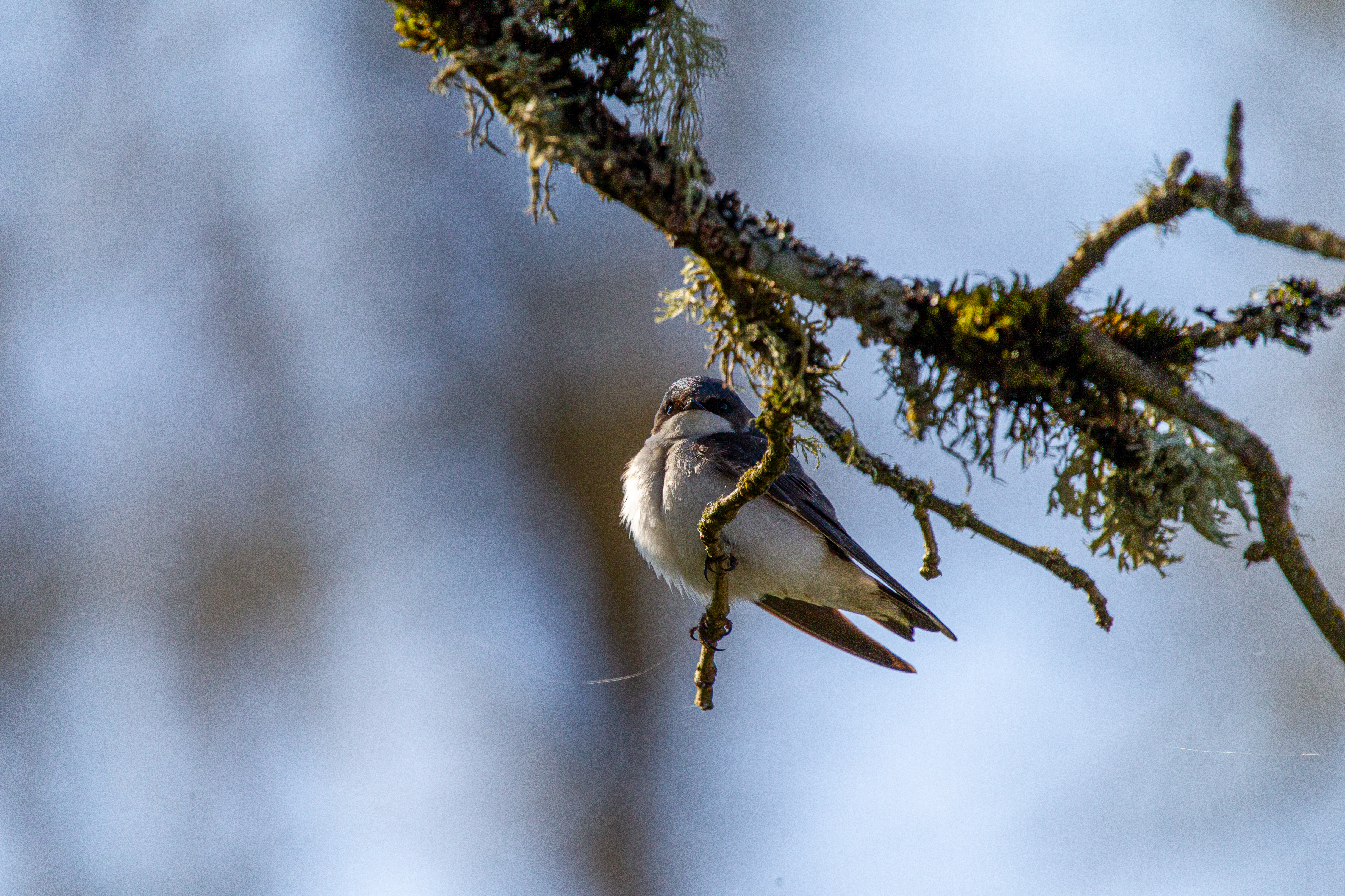 tree swallow (16)