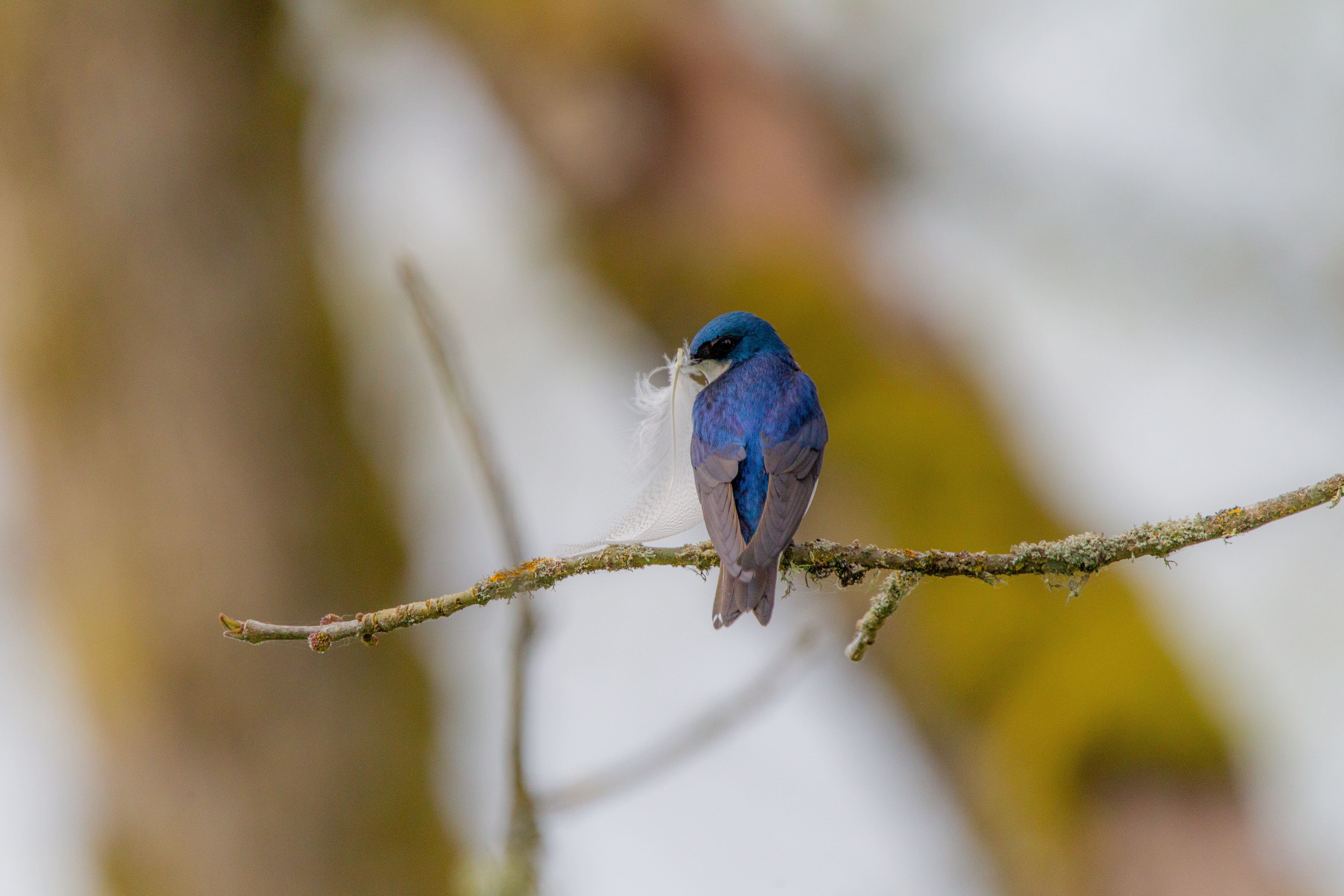tree swallow (19)