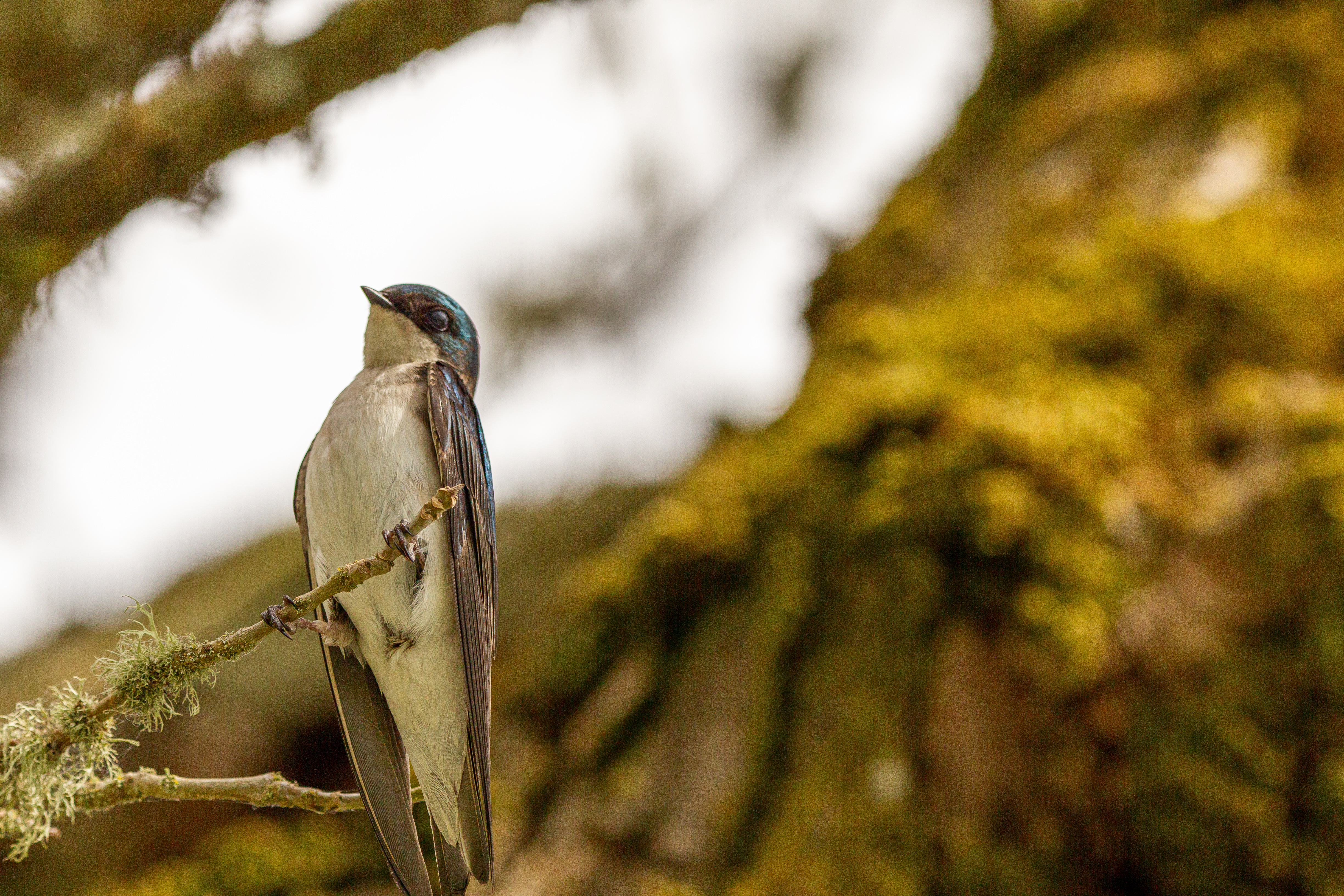 tree swallow (24)