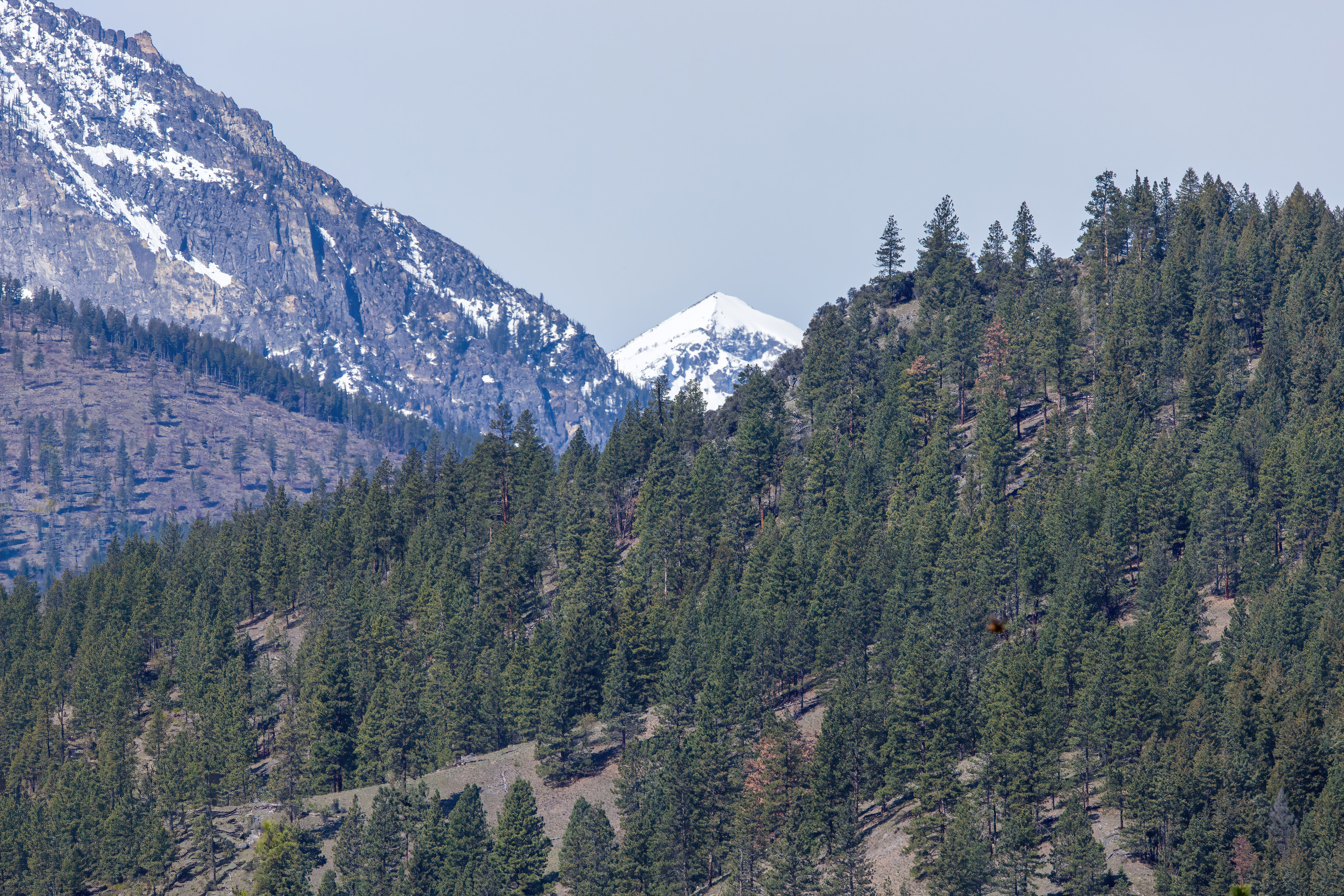 bitteroot mountain valley (3)