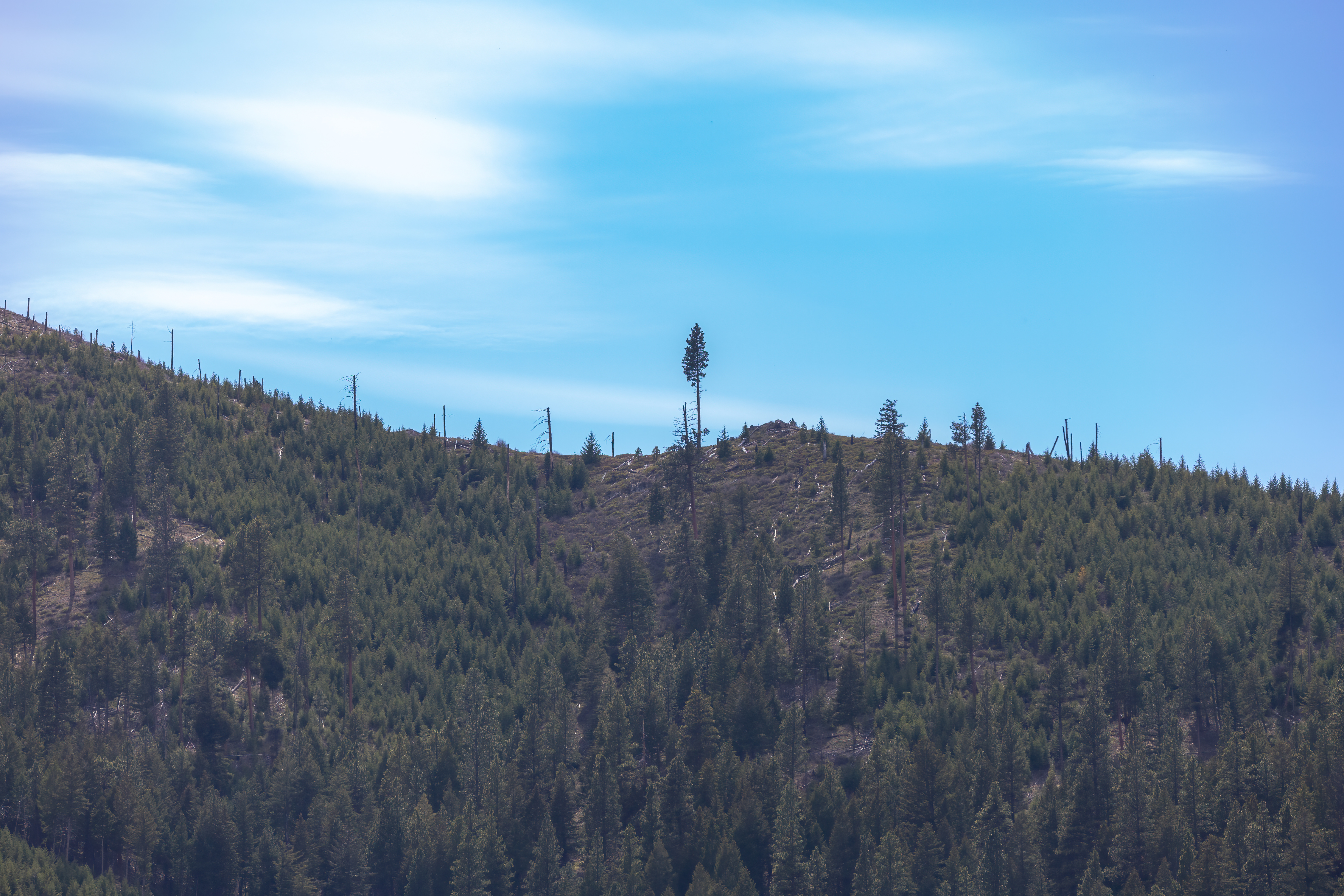 bitterroot mountain valley (15)