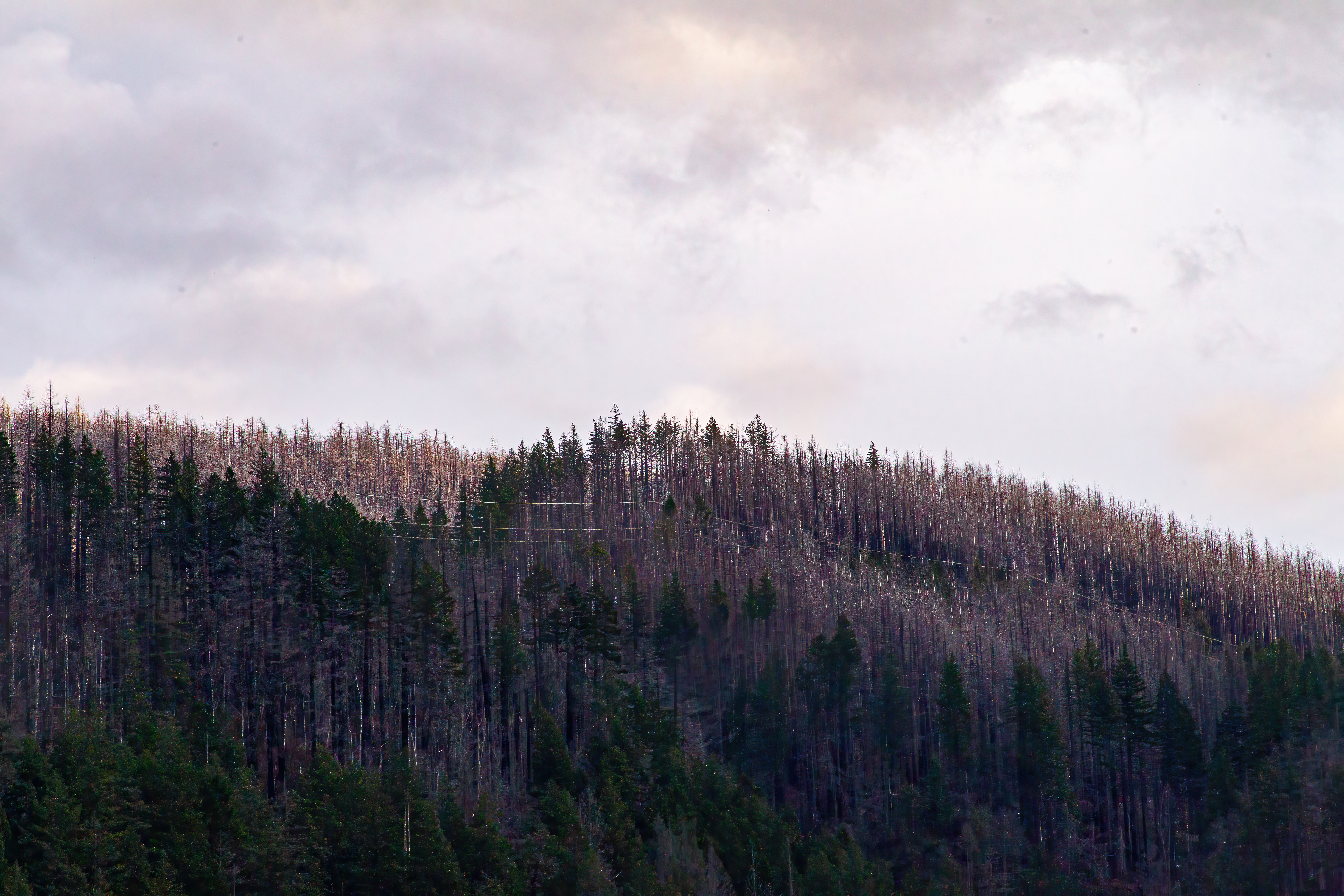 A blanket of pine trees covers this ridge on the Washington side of the Columbia River just down from the Bonneville Dam.
